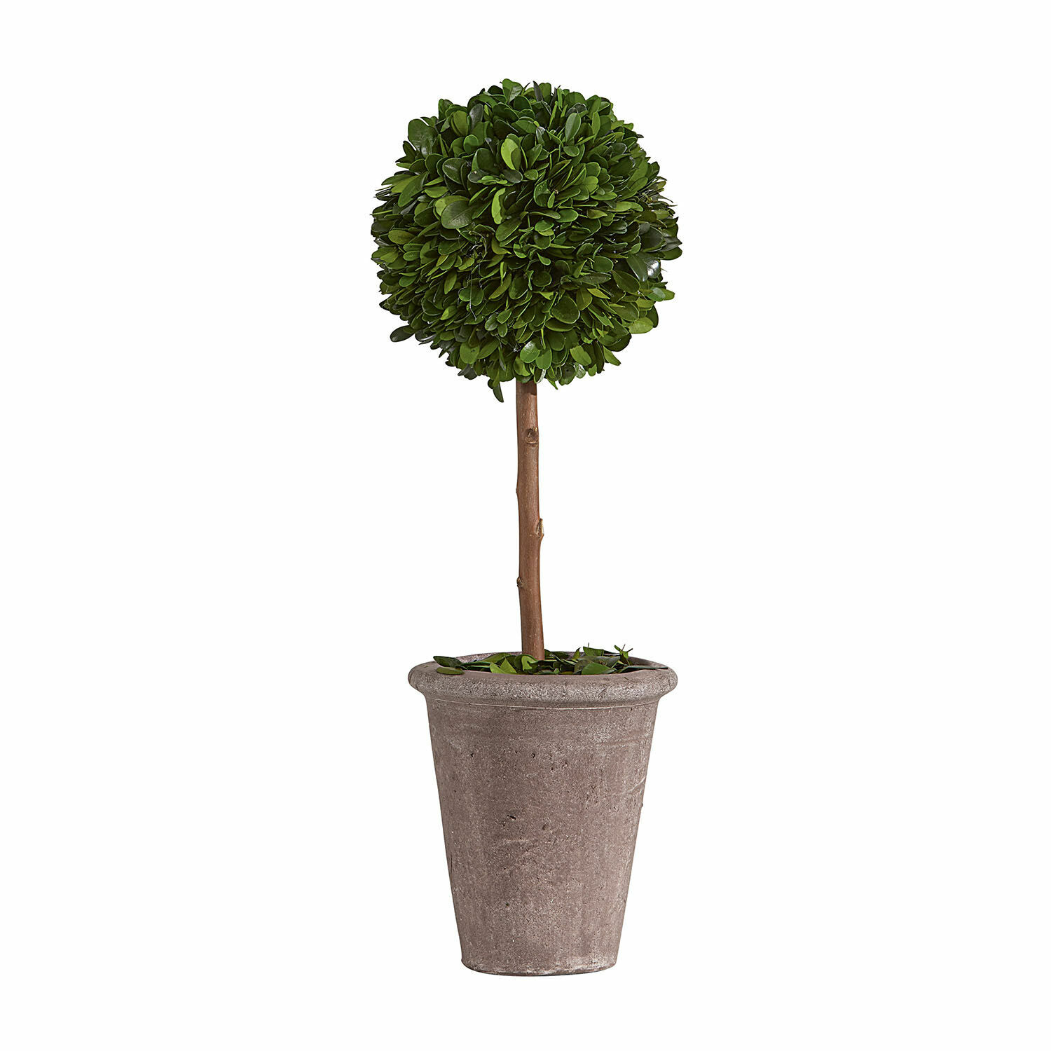 Deko-Baum Aube Künstlicher Buchsbaum in grauem Kunststofftopf, dekorative Pflanze für Innen- und Außenbereich
