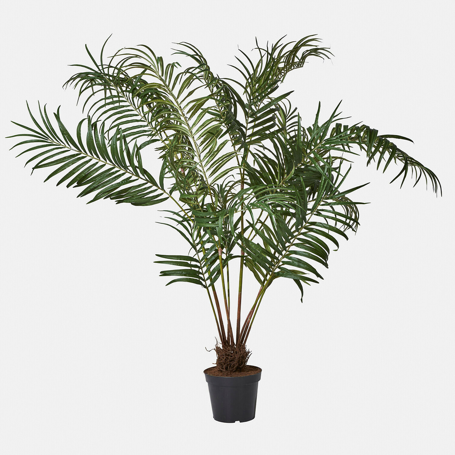 Deko-Palmenplanze Mersina