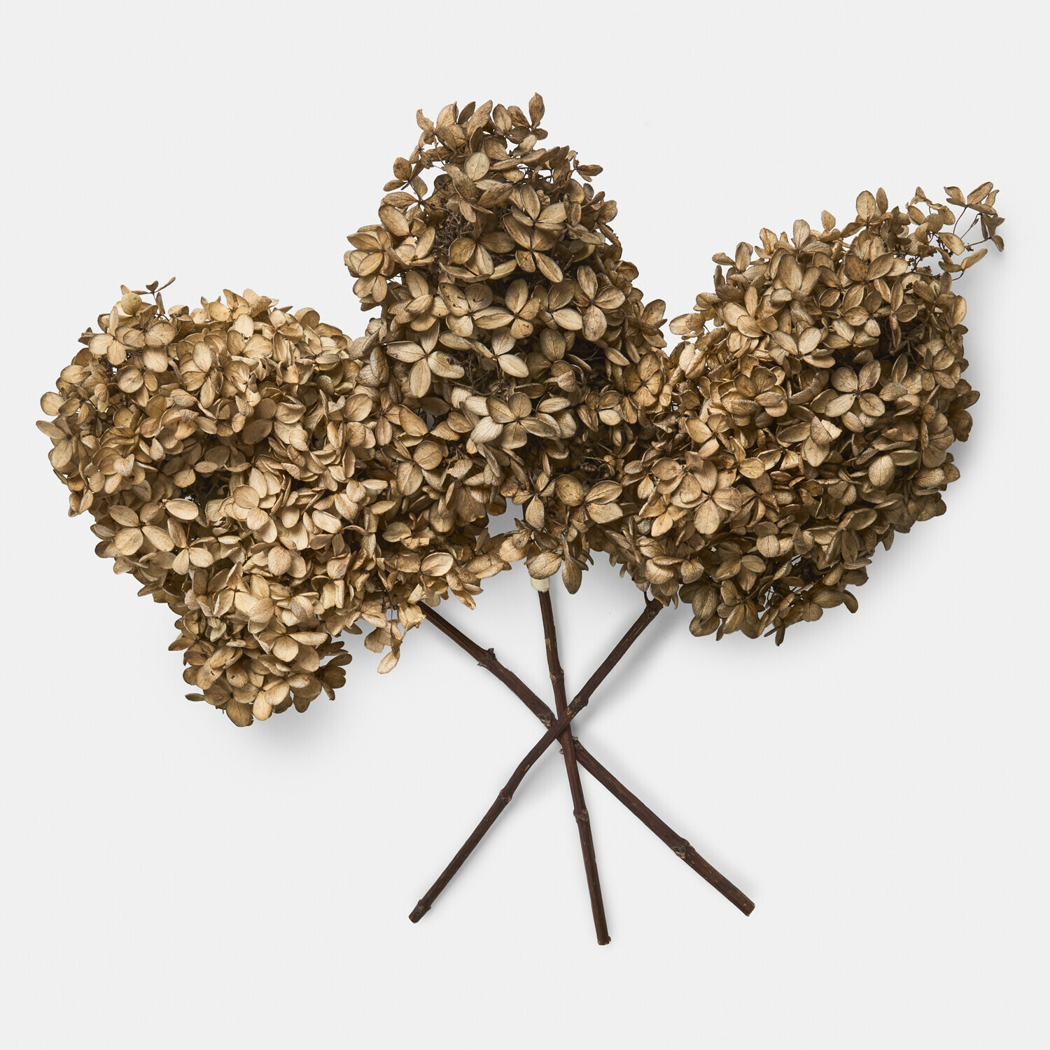 Trockenblume 3er Set Brissonne