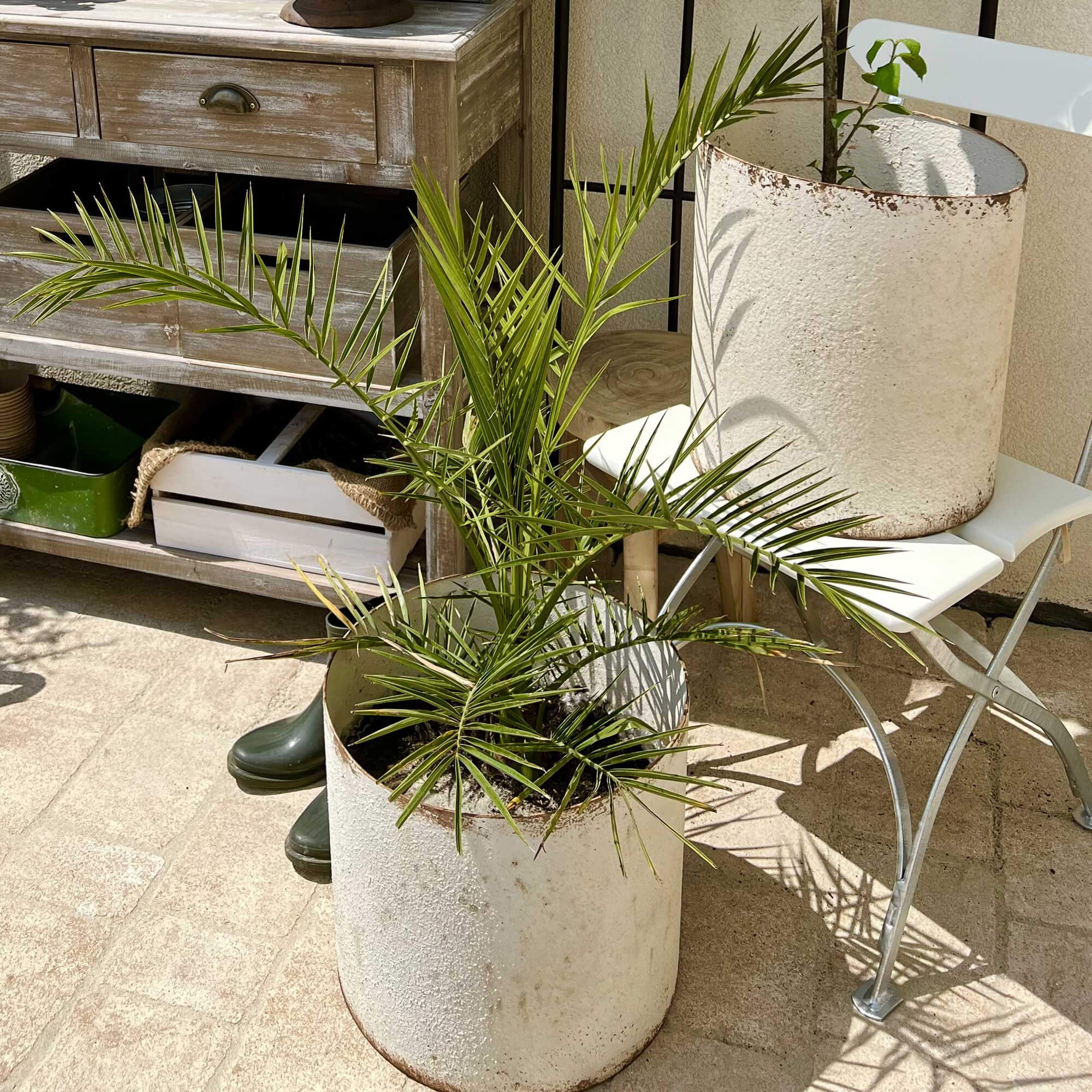 Weißer Metalltopf mit grüner Pflanze auf Terrasse mit Gartenmöbeln