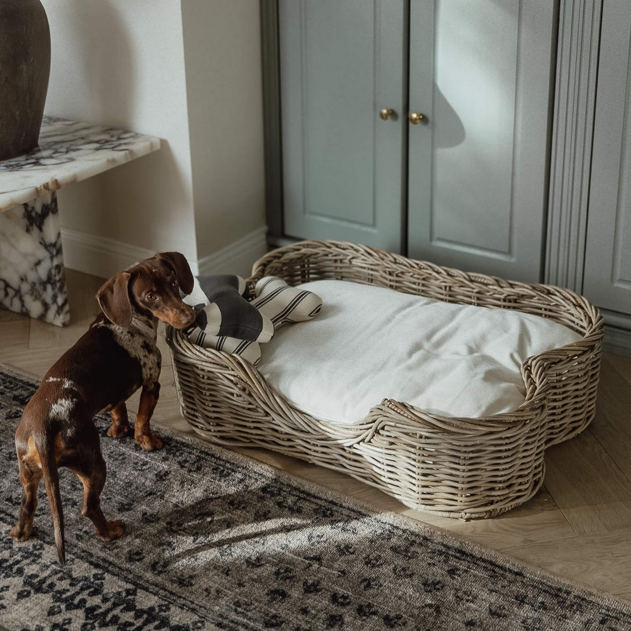 Brauner Dackel neben einem Korb aus Weide mit weißem Kissen und Spielzeug in einem Wohnzimmer