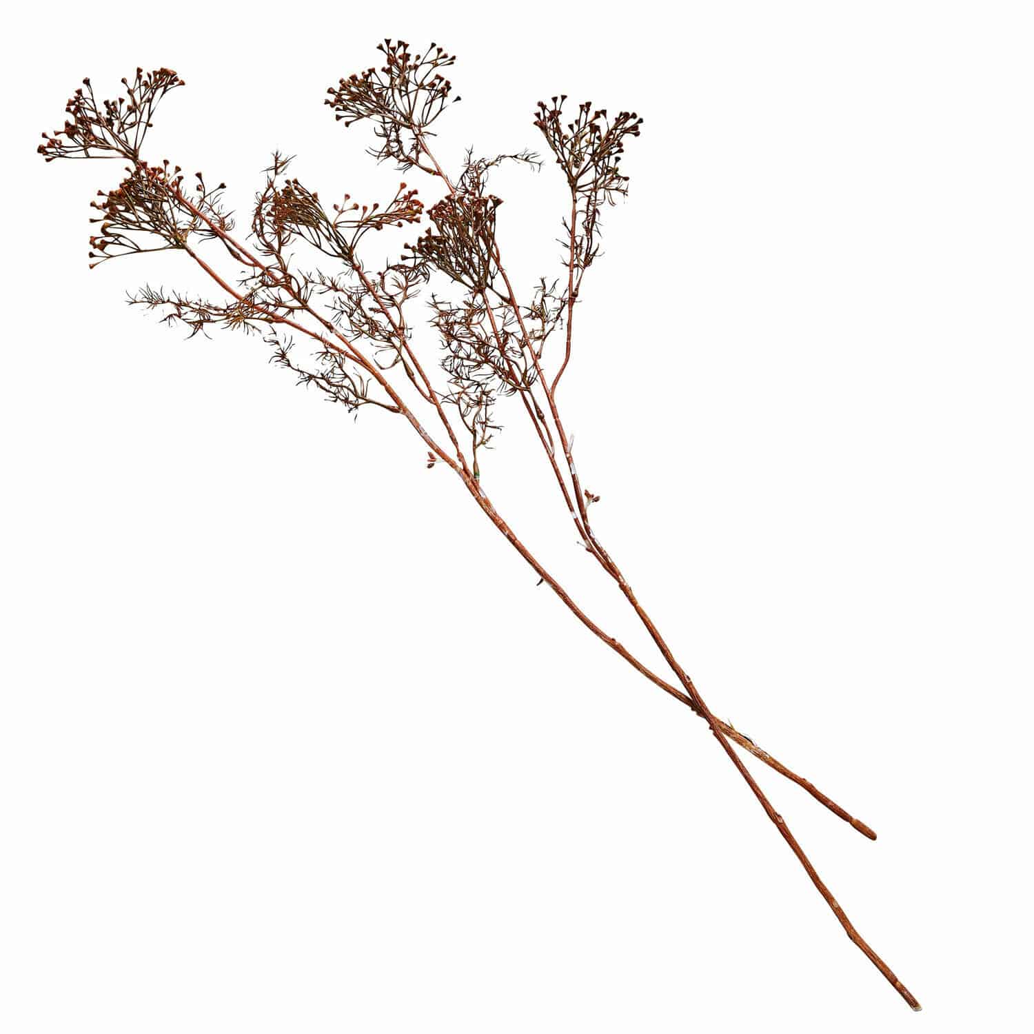 Deko-Blume 4er Set Jennings Getrocknete braune Deko-Zweige für Wohnraumgestaltung und Dekoration