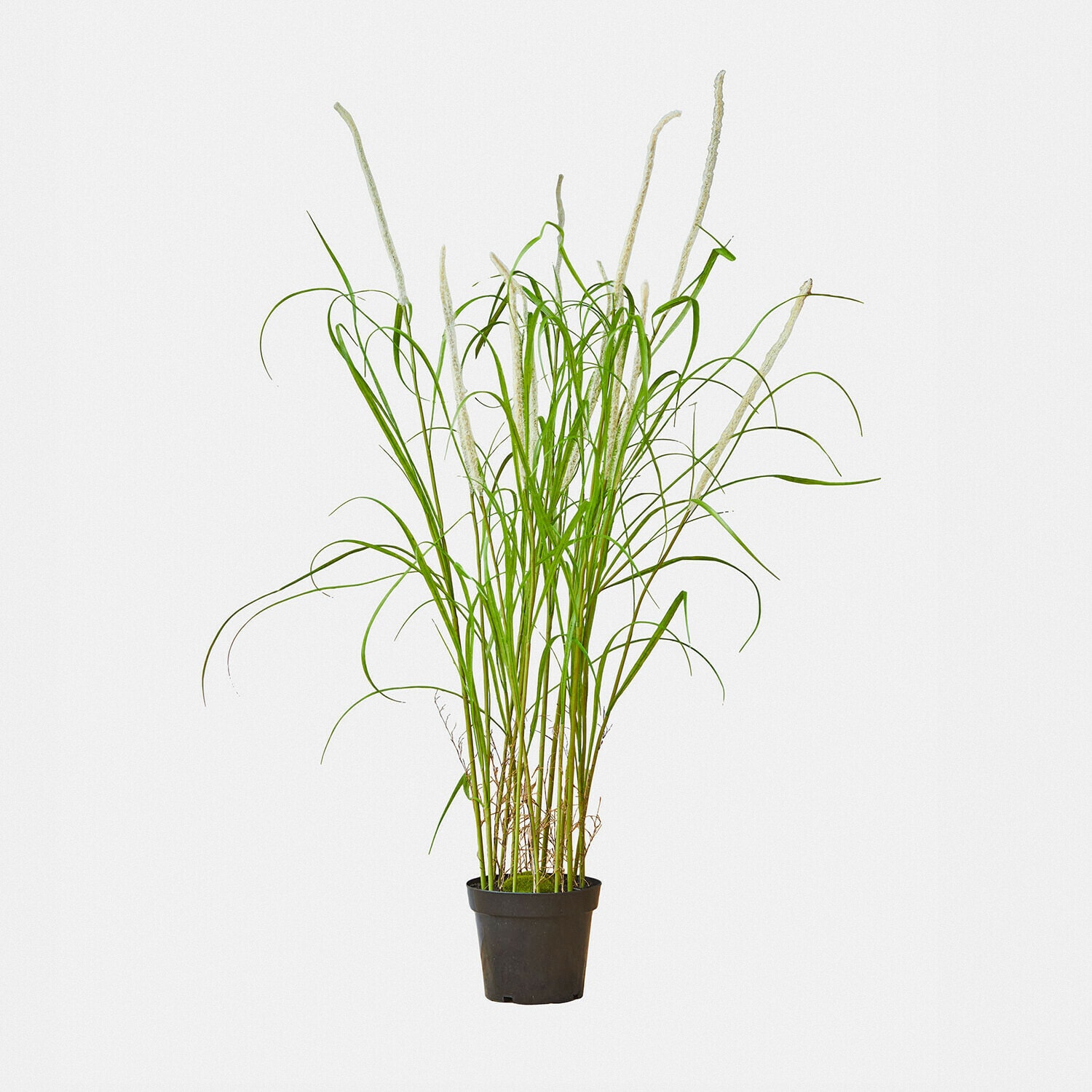 Deko-Schilfpflanze Clarisa Künstliche Gras-Pflanze in schwarzem Topf mit weißen Blüten, Innendekoration