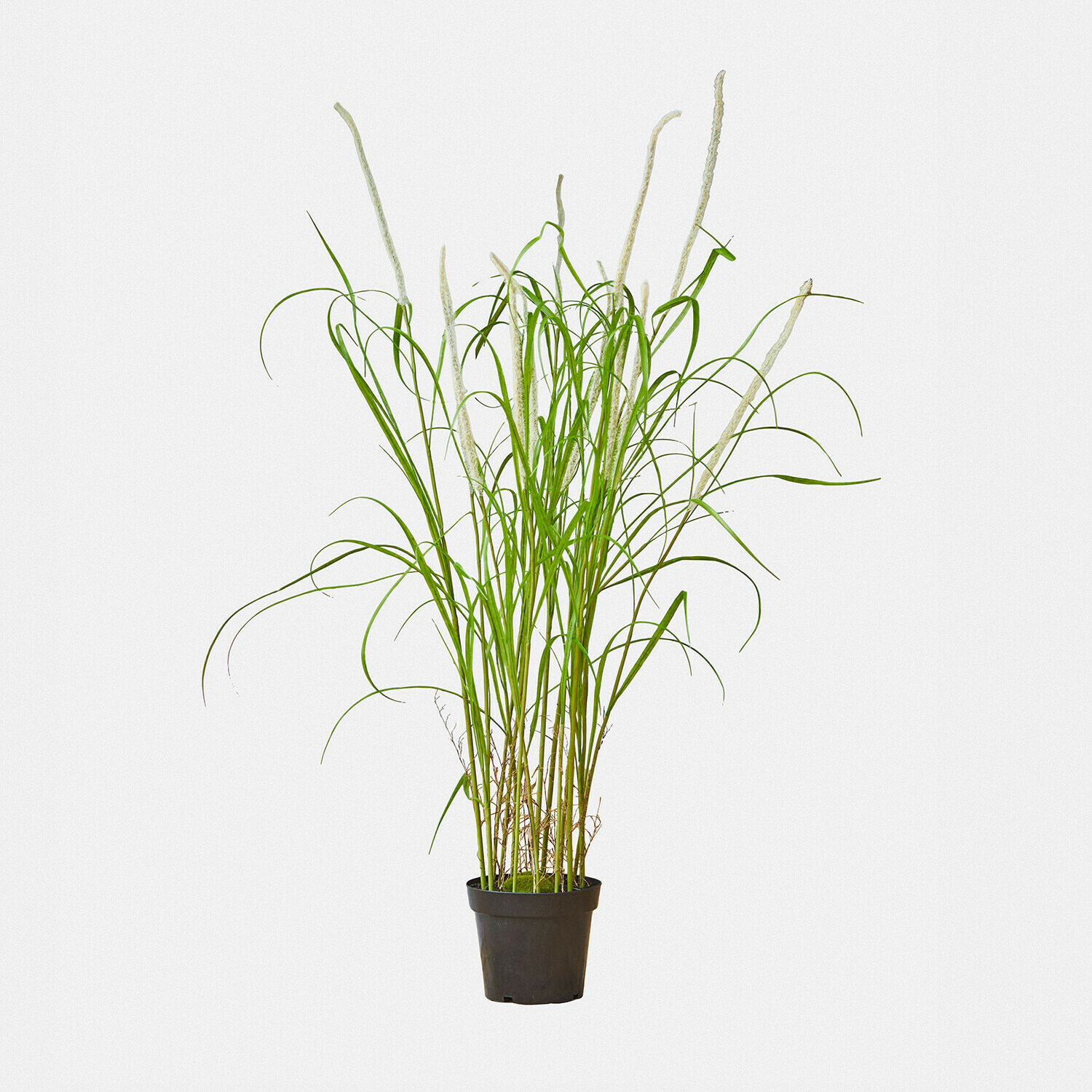 Deko-Schilfpflanze Clarisa Künstliche Gras-Pflanze in schwarzem Topf mit weißen Blüten, Innendekoration