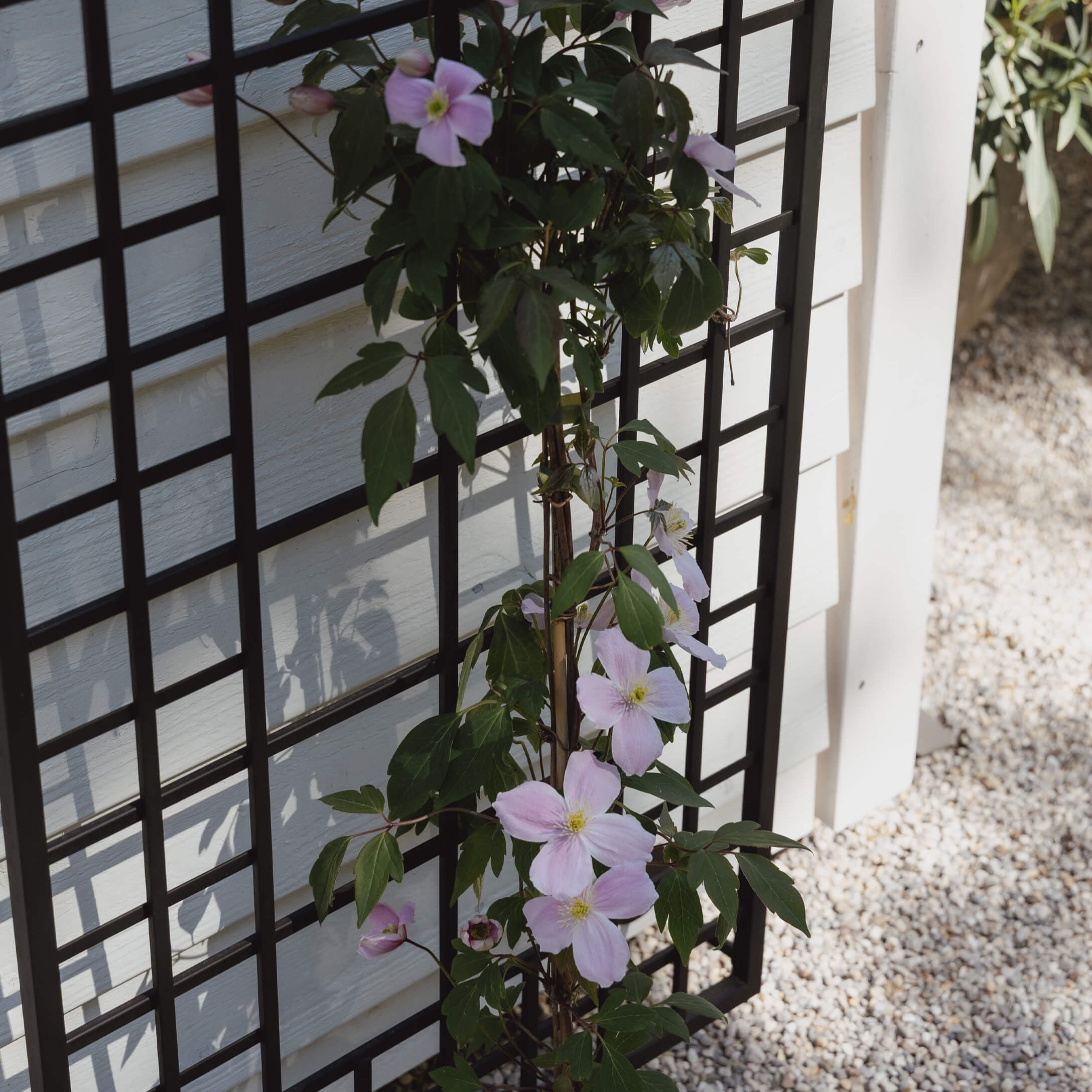 Schwarzes Metall-Rankgitter mit hellrosa blühender Kletterpflanze an weißer Wand im Garten