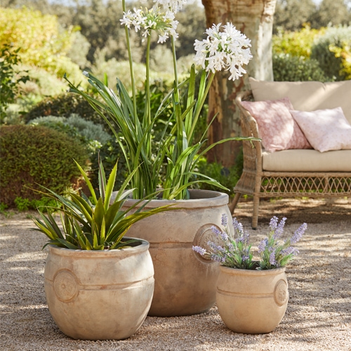 Drei beige Terrakotta-Töpfe mit grünen Pflanzen und weißen Blüten im Garten auf Kiesboden