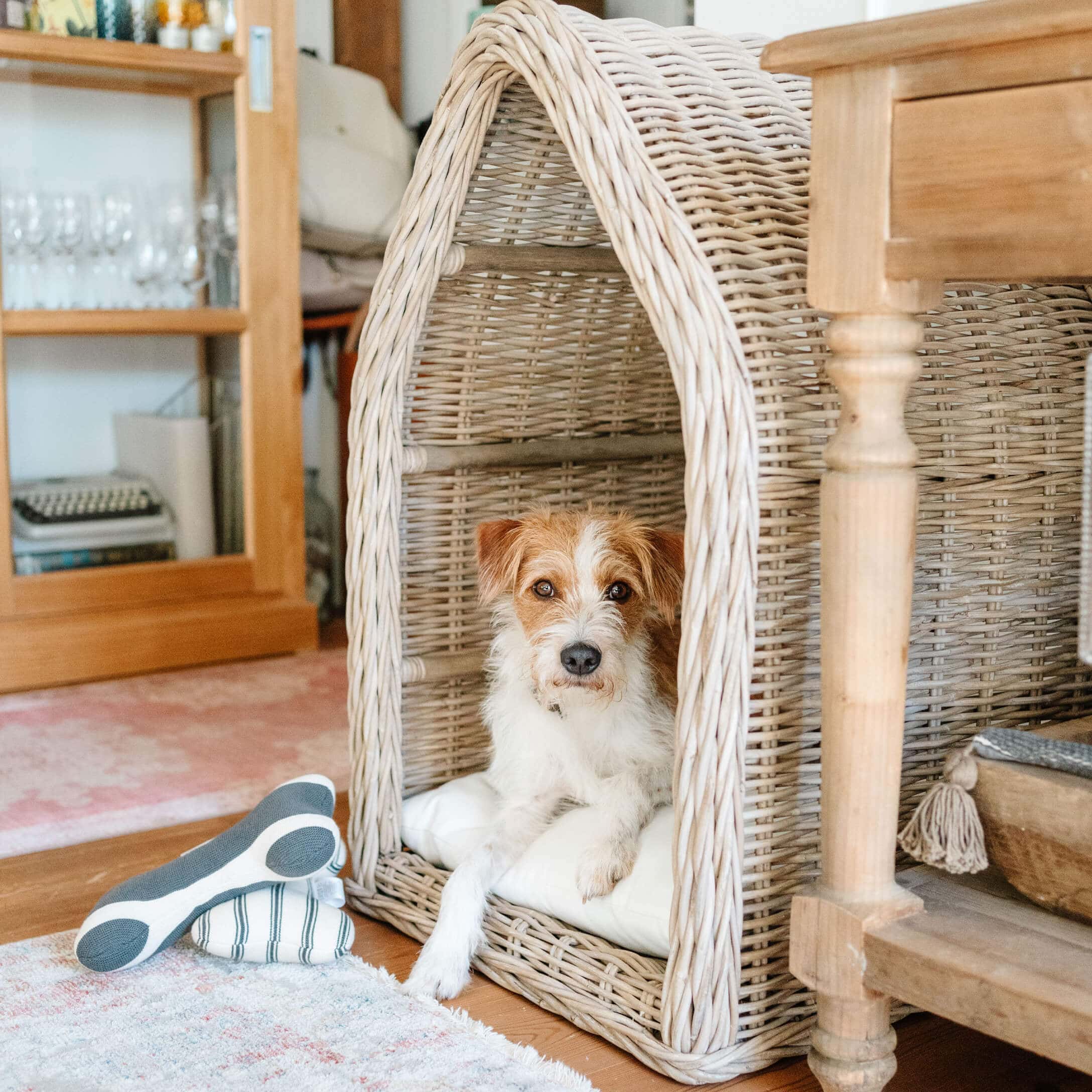 Kleiner Hund liegt auf weißem Kissen in beigem Korb aus Rattan in gemütlichem Raum
