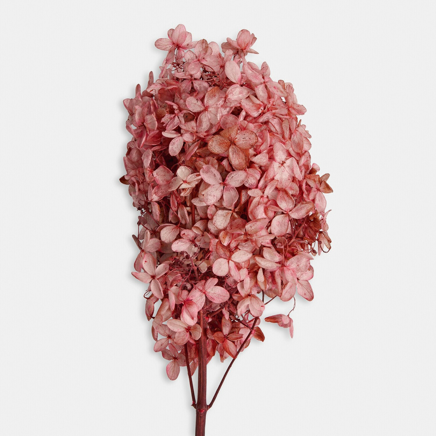 Trockenblume 3er Set Amélorie