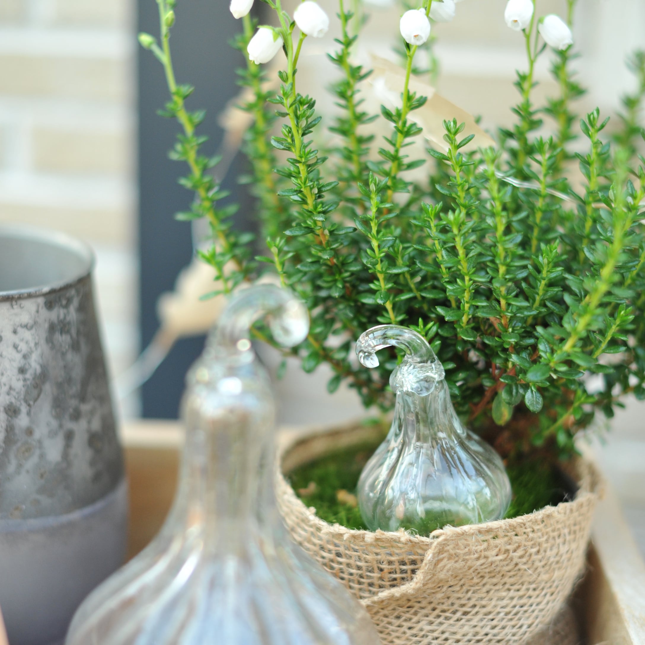 Glasdekoration in Kürbisform neben grüner Pflanze im Jutetop für herbstliche Deko