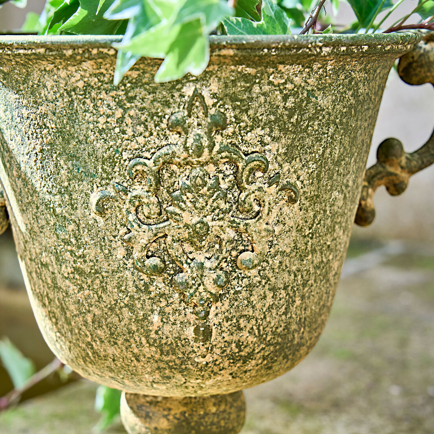 Amphore Ivyridge
