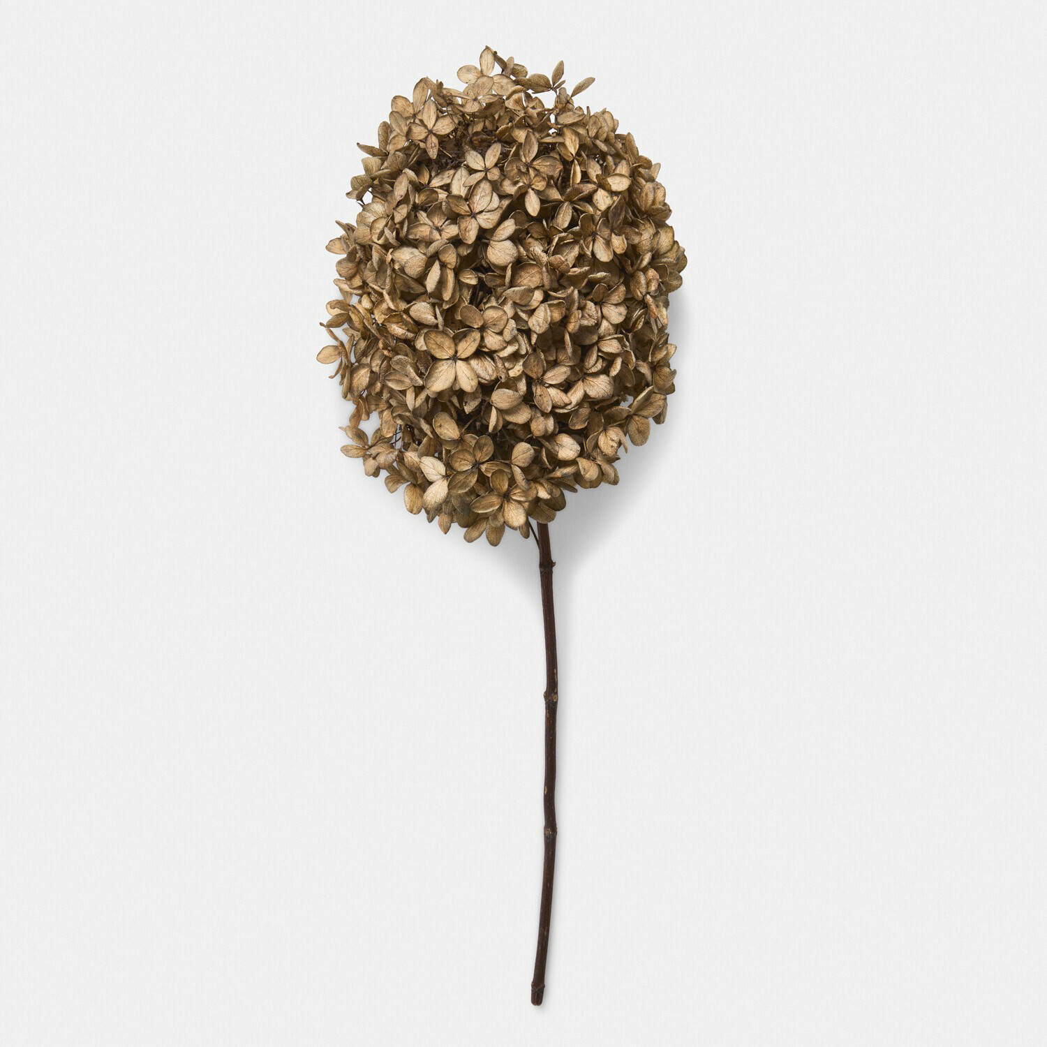 Trockenblume 3er Set Brissonne