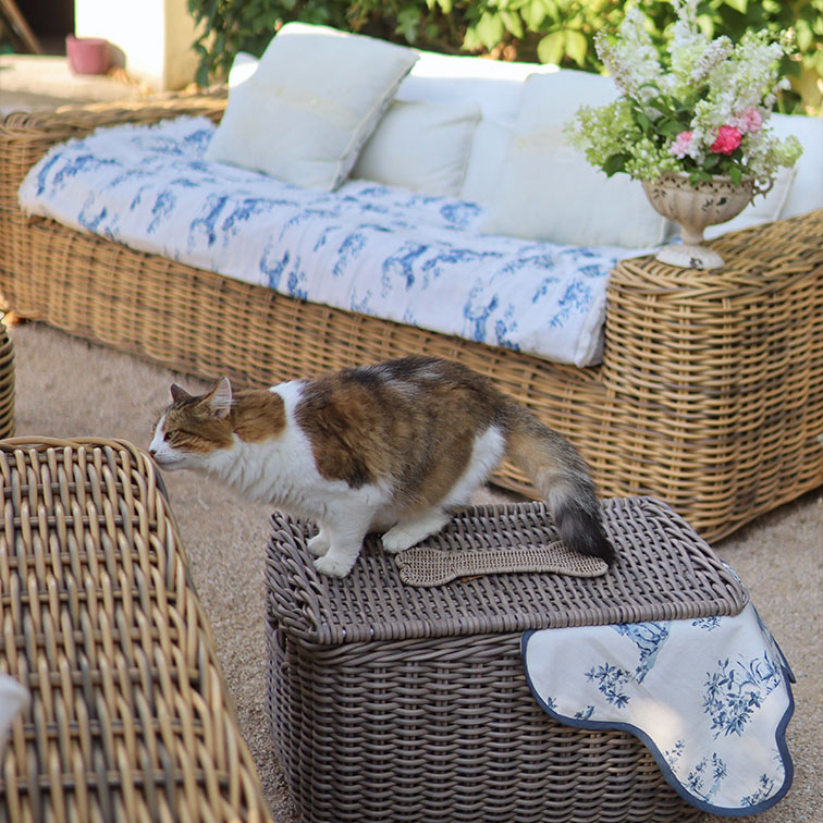Braun-weiße Katze auf grauem Rattankorb vor Sofa mit Kissen und Blumen im Garten