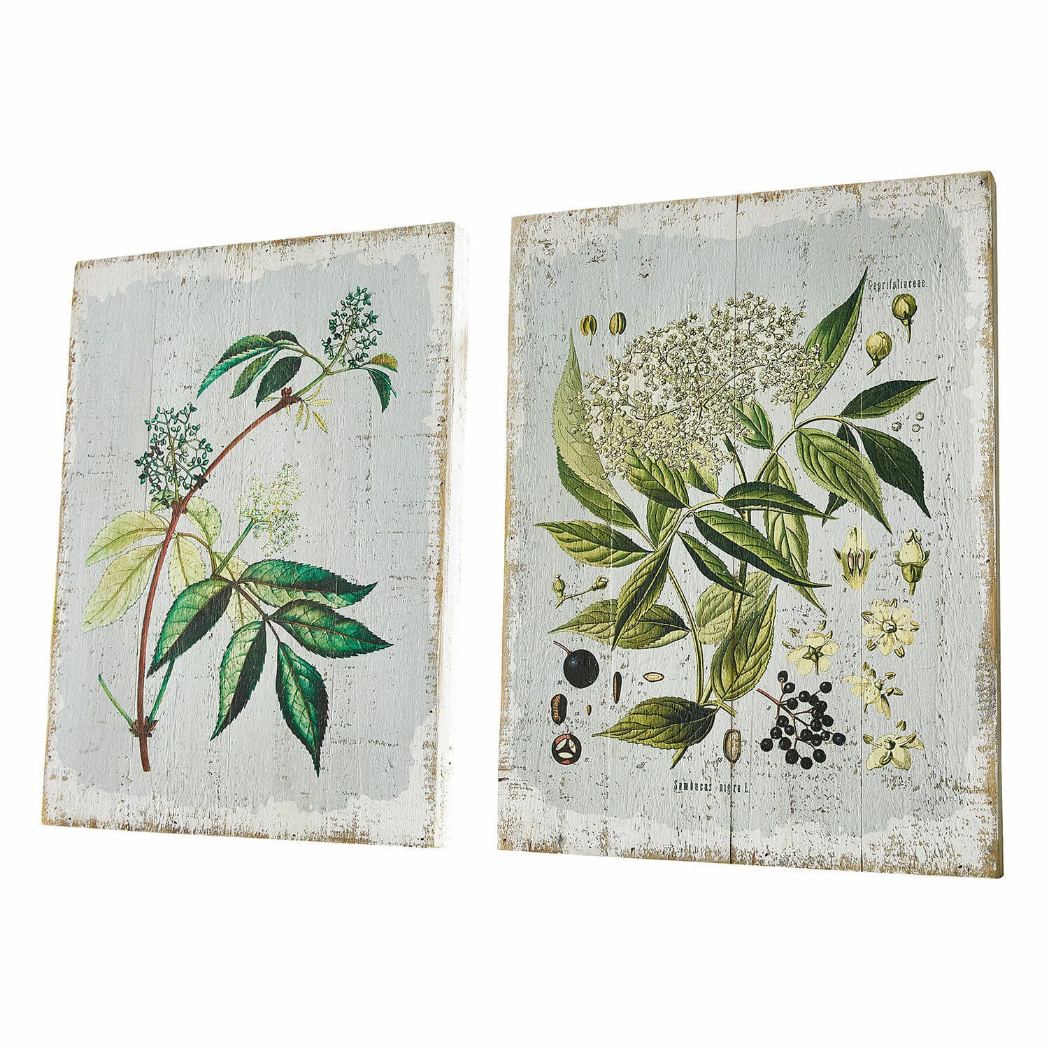 Dekoboard 2er Set Loanne Zwei Holztafeln mit botanischen Illustrationen grüner Blätter und Blüten auf weißem Hintergrund