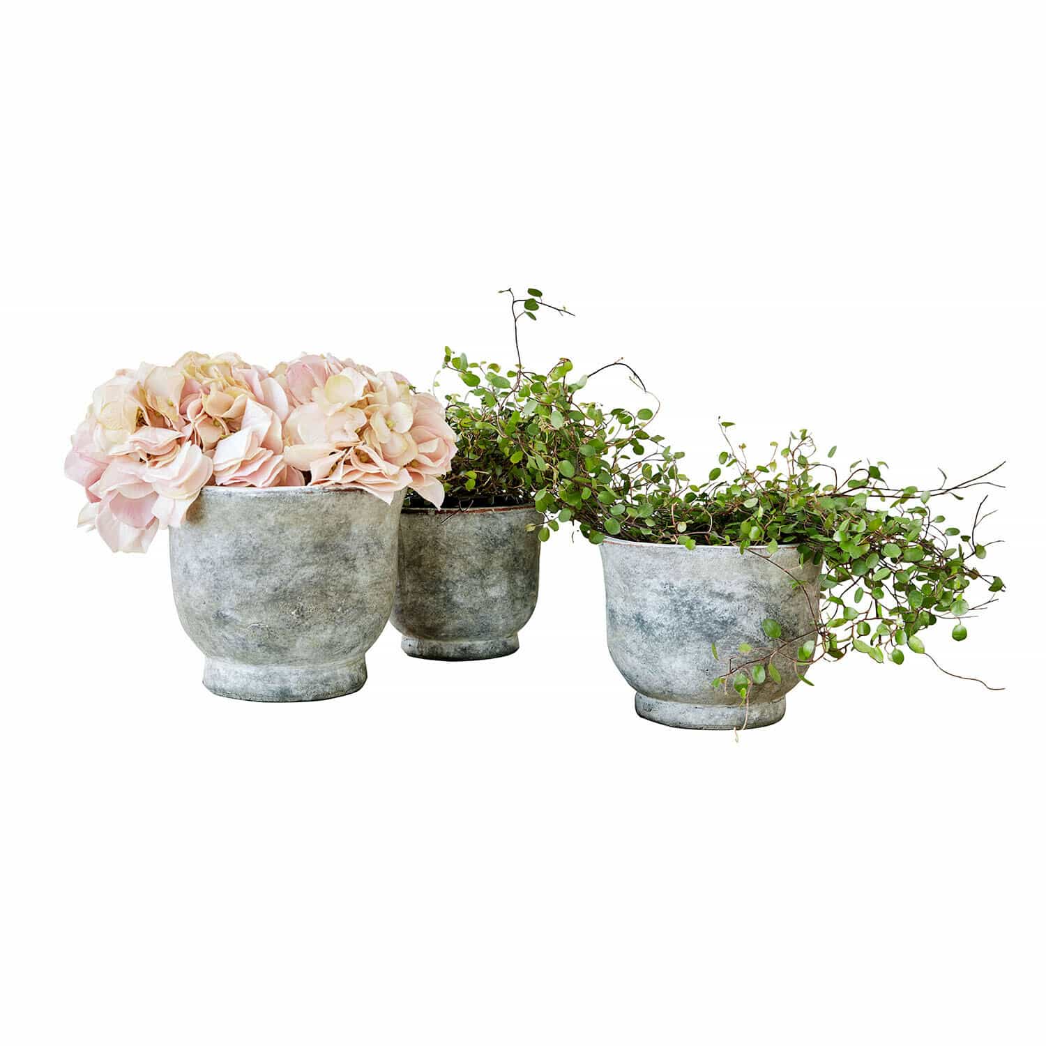 Set aus drei grauen Betontöpfen mit rosa Blumen und grünen Kletterpflanzen für Wohnraumdeko