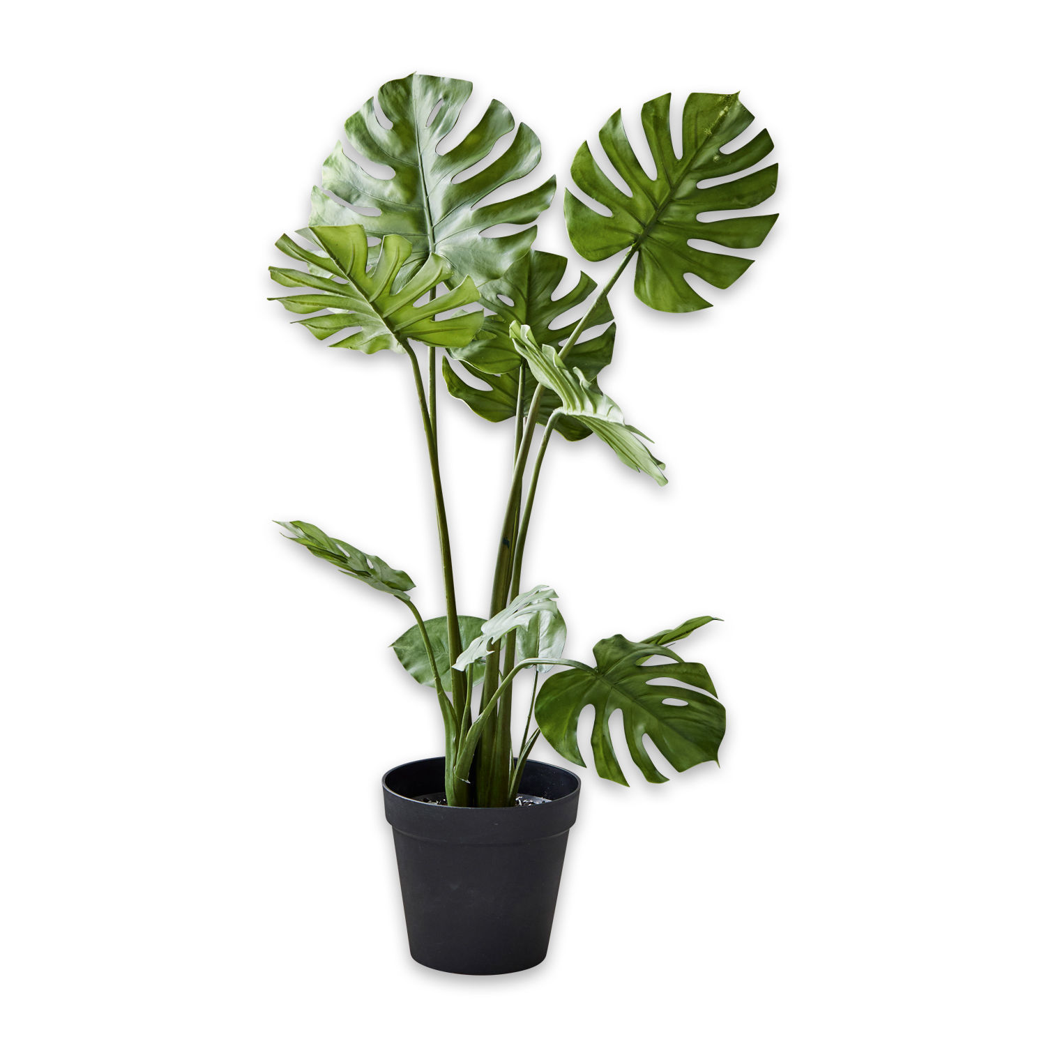 Dekopflanze Monstera