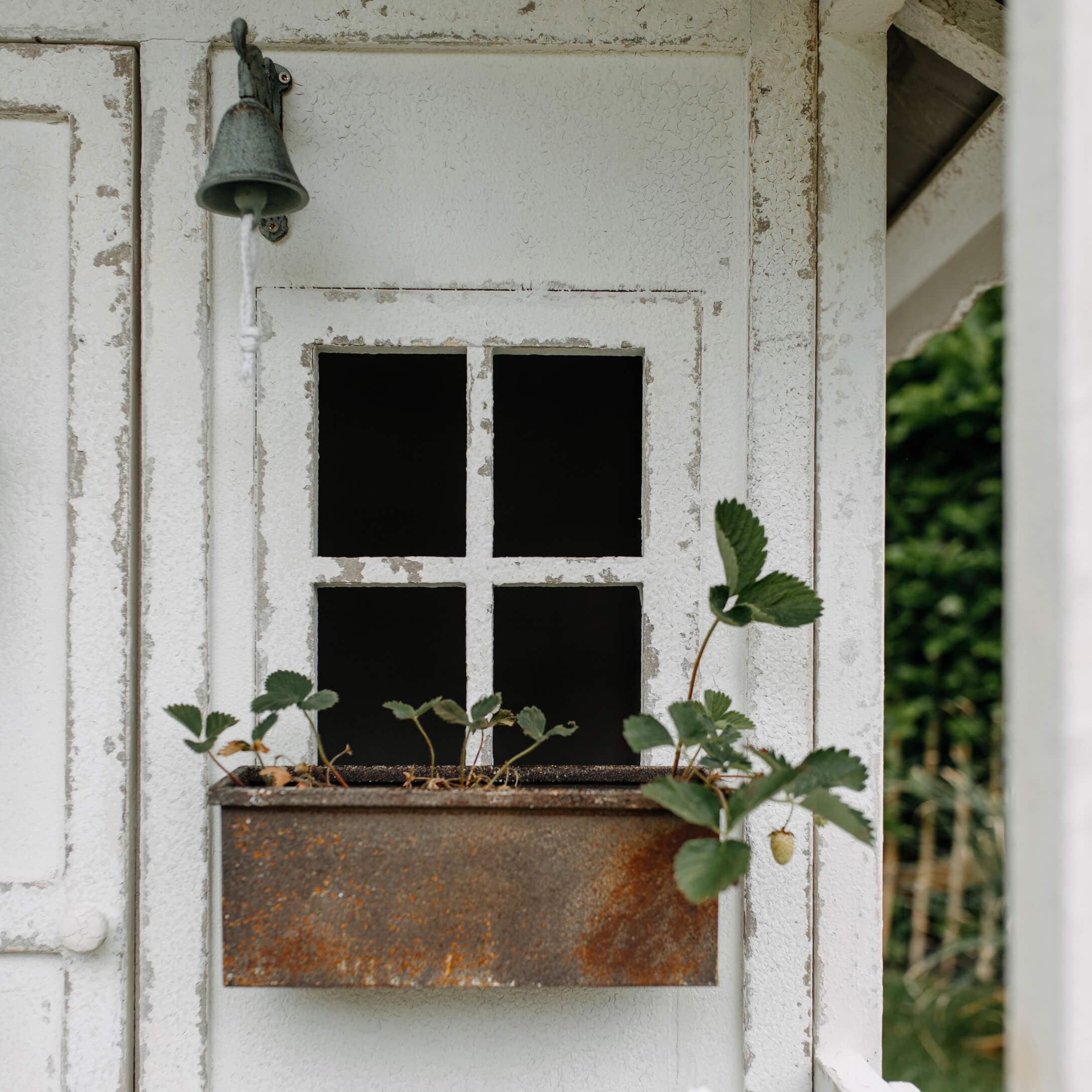 Rostige Metallpflanzschale mit grünen Pflanzen an weißem, verwittertem Holzfenster