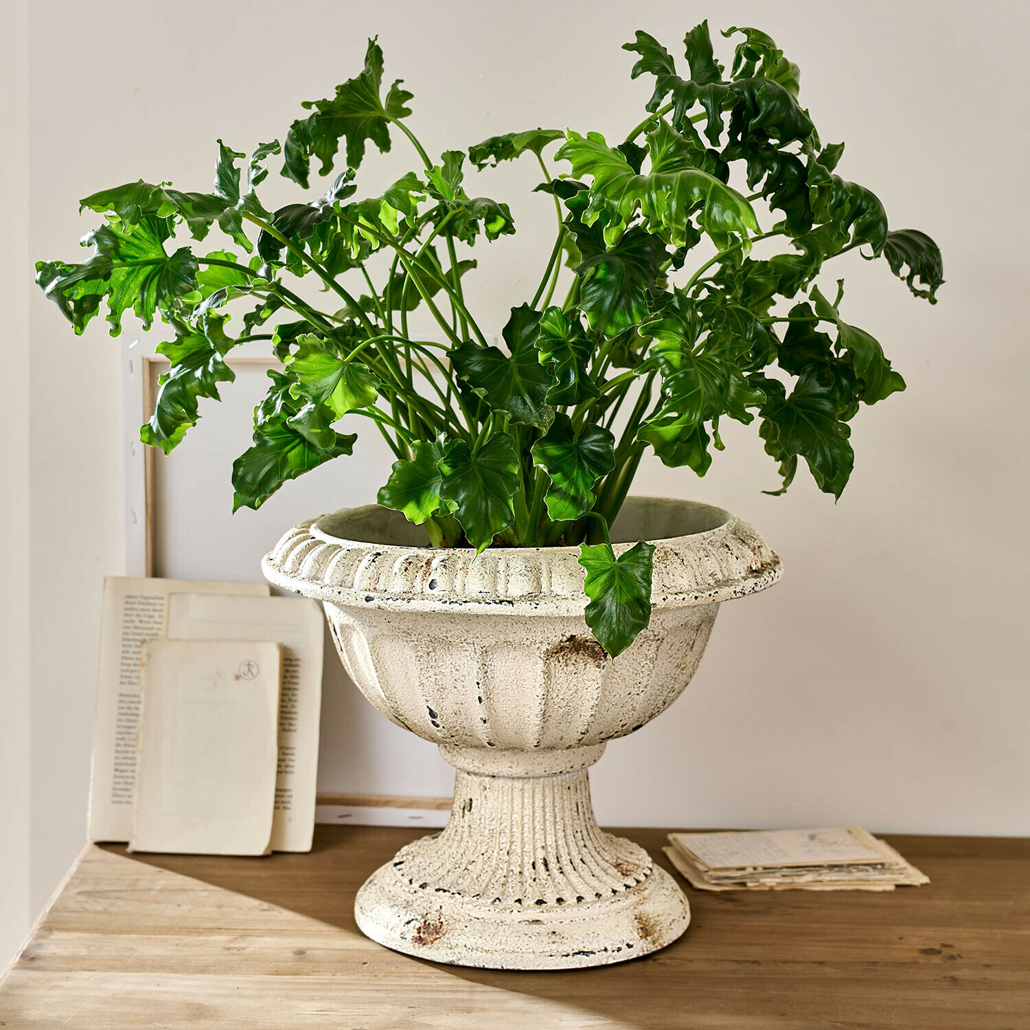 Weiße Keramik-Pflanzschale mit grüner Pflanze auf Holztisch, Wohnraumdekoration