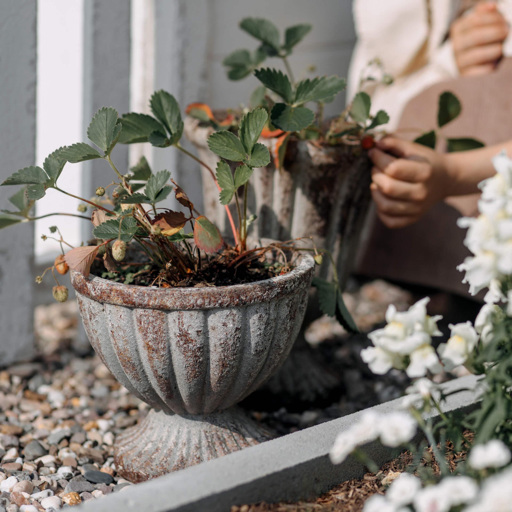 Dekorativer Pflanztopf aus gealtertem Metall mit grünen Pflanzen auf Kiesboden im Garten