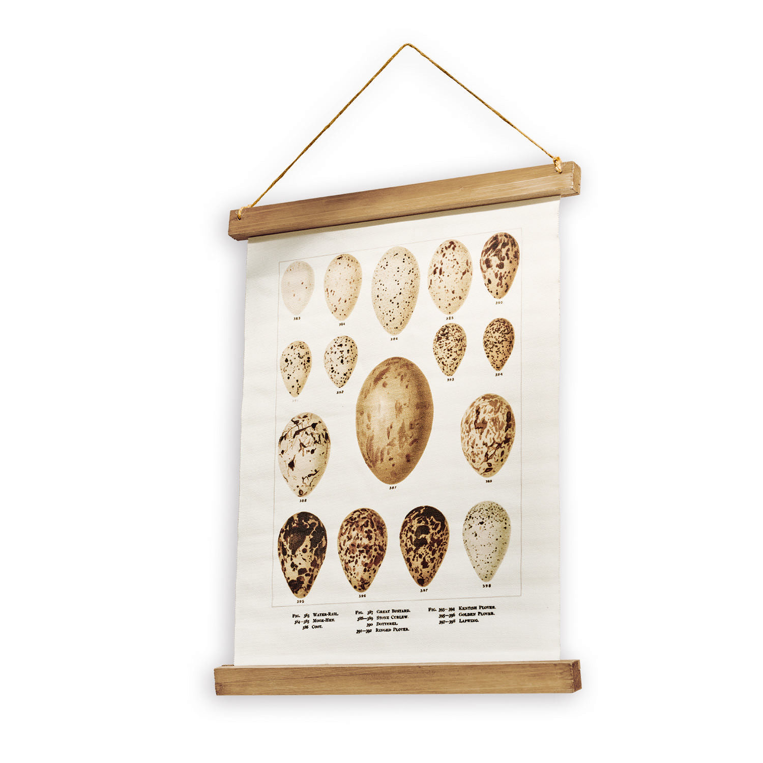 Bild Taibor Vintage Wandbild aus Leinwand mit verschiedenen Vogel-Eiern, aufgehängt an Holzleisten als Dekoration