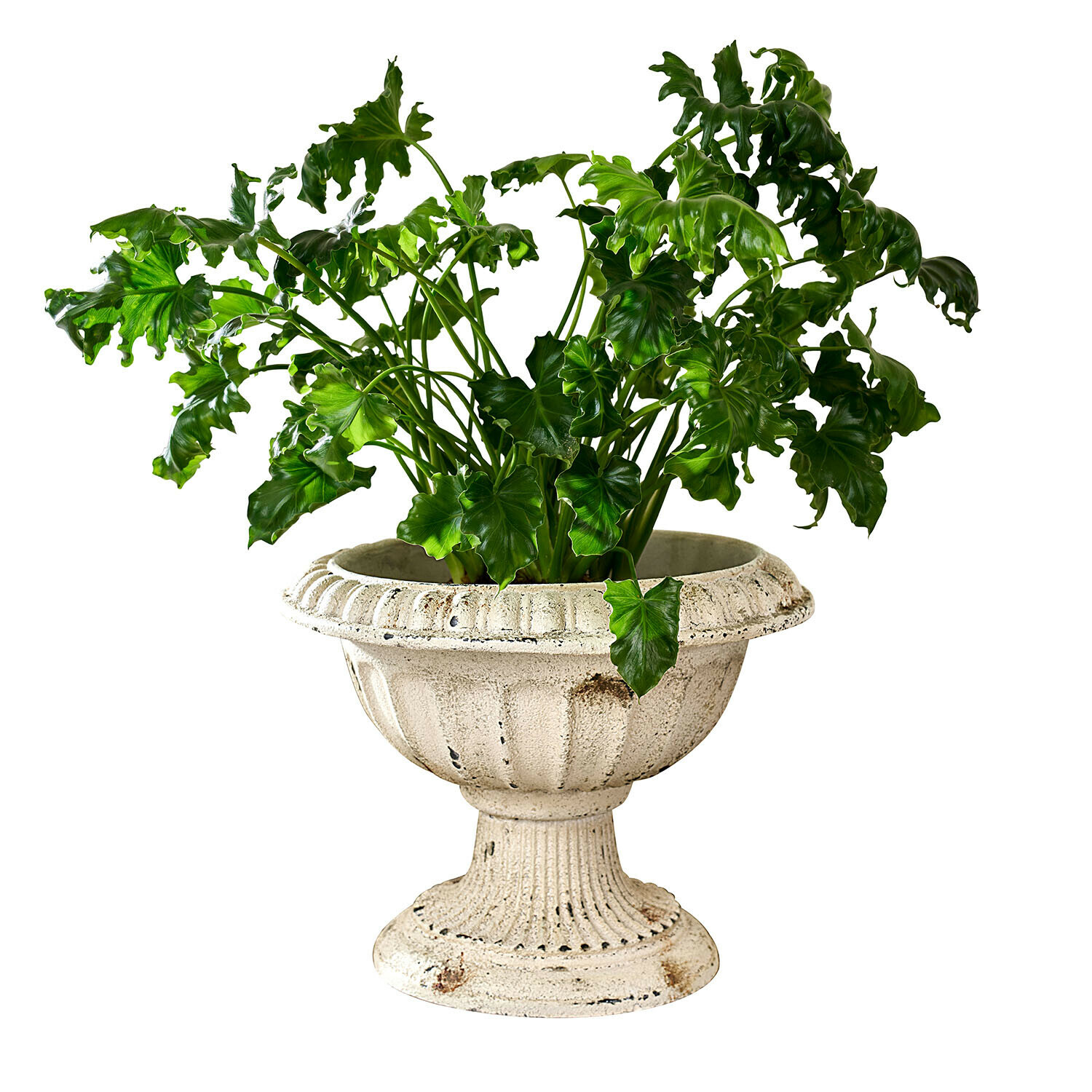 Grüne Pflanze in cremefarbenem, antik wirkendem Betontopf mit klassischem Design für Innenräume