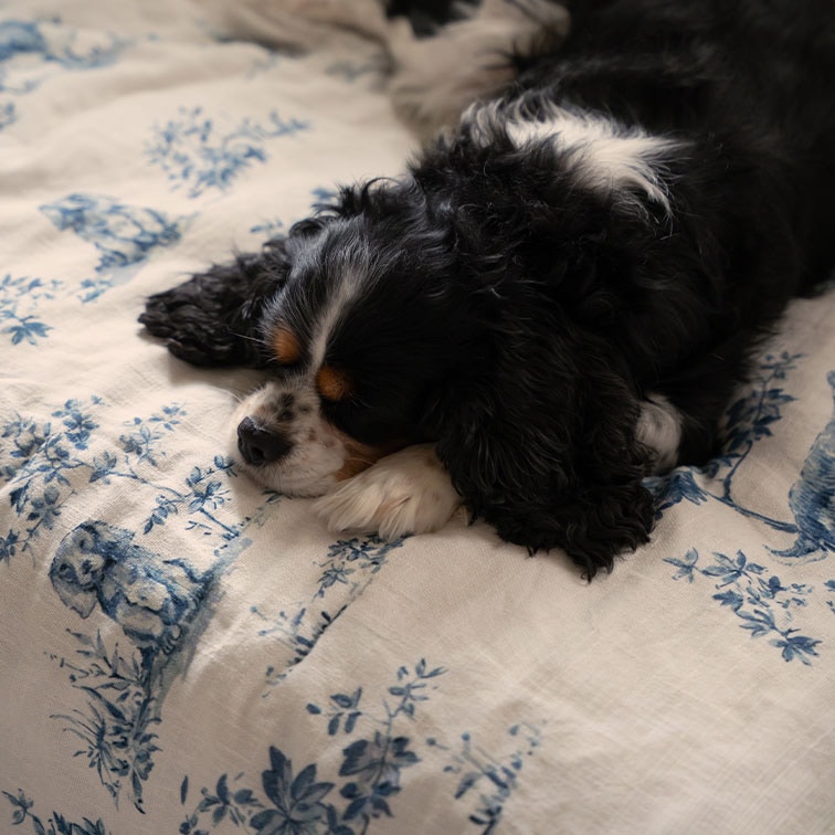Schlafender schwarz-weißer Hund auf weißem Stoff mit blauem Blumenmuster