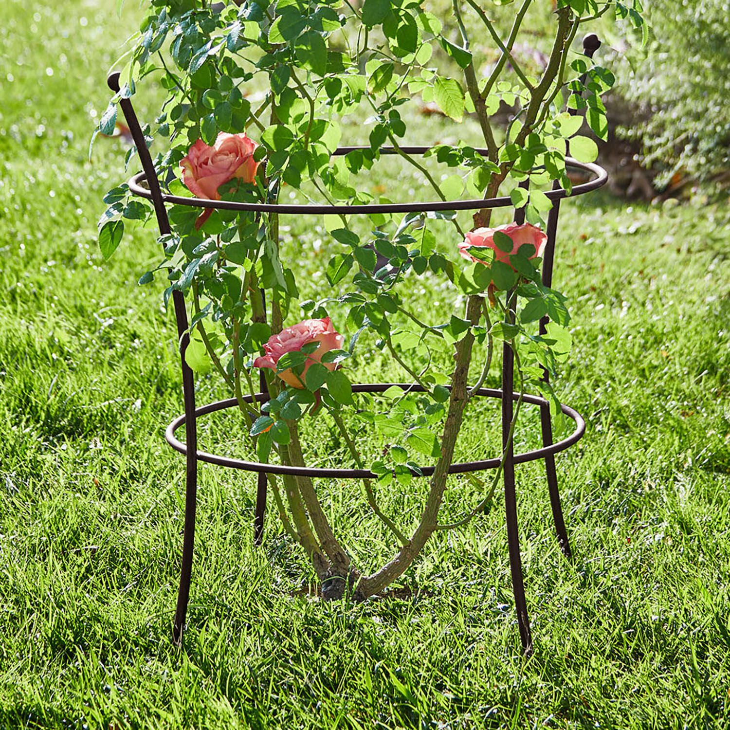 Rankgitter Hearne Brauner Metallpflanzenständer im Garten, stützt kletternde Rosen auf grünem Gras