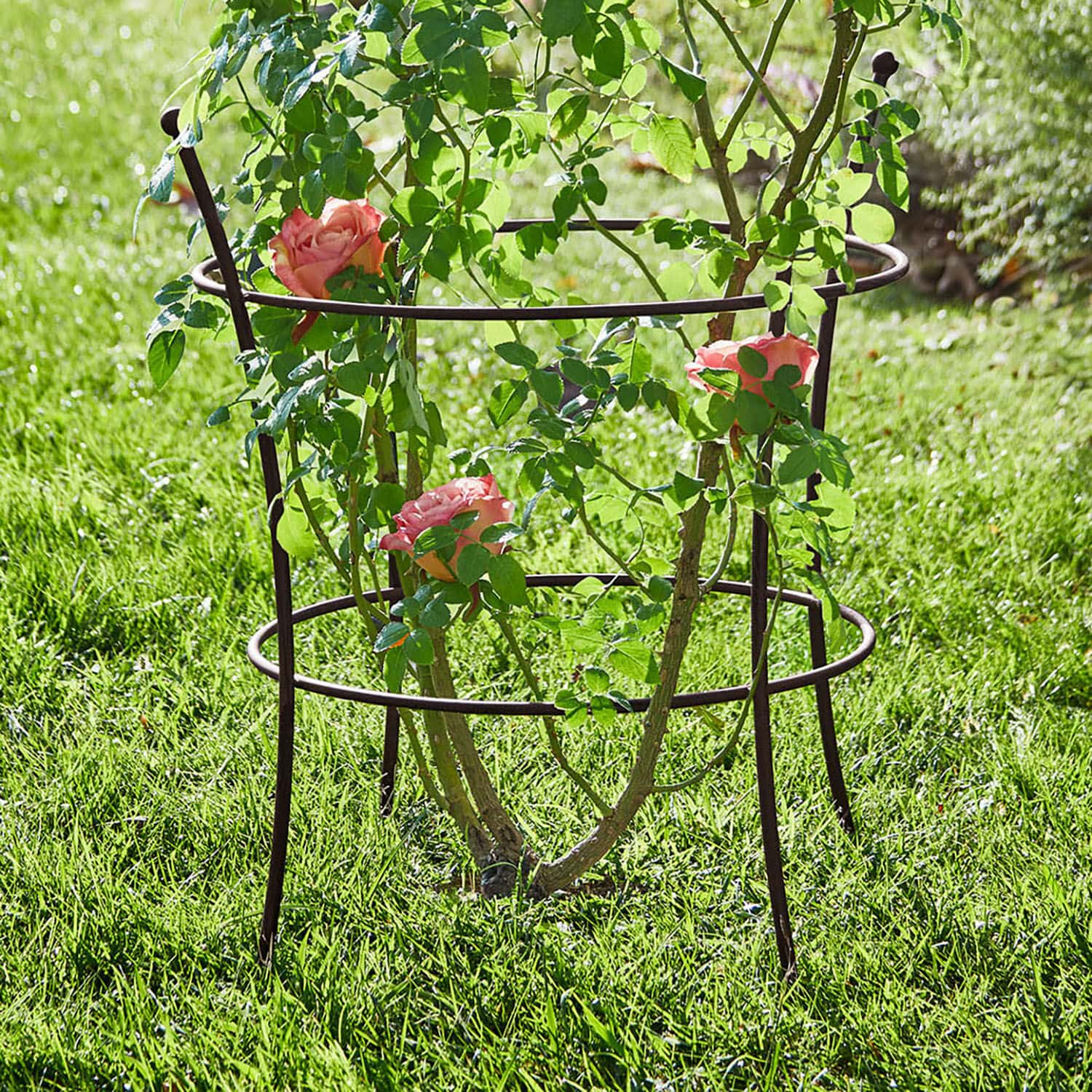Rankgitter Hearne Brauner Metallpflanzenständer im Garten, stützt kletternde Rosen auf grünem Gras