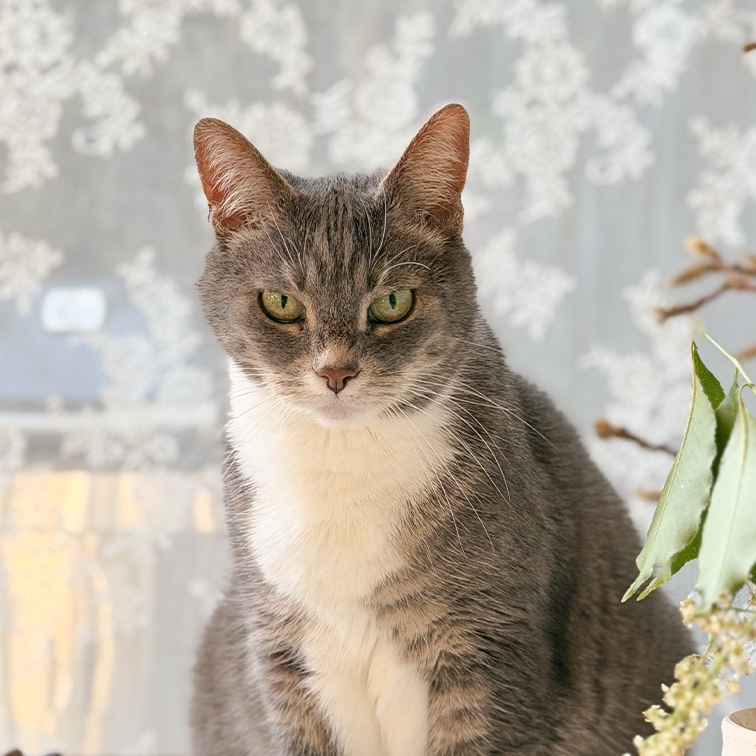 Grau-weiße Katze mit grünen Augen vor gemustertem Gardinenvorhang in hellem Raum