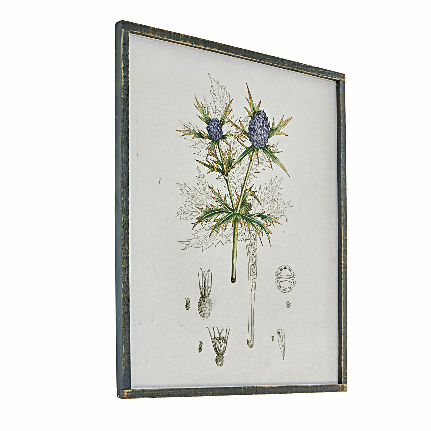 Bild Épine Botanische Illustration einer Pflanze mit violetten Blüten in einem antik wirkenden Holzrahmen