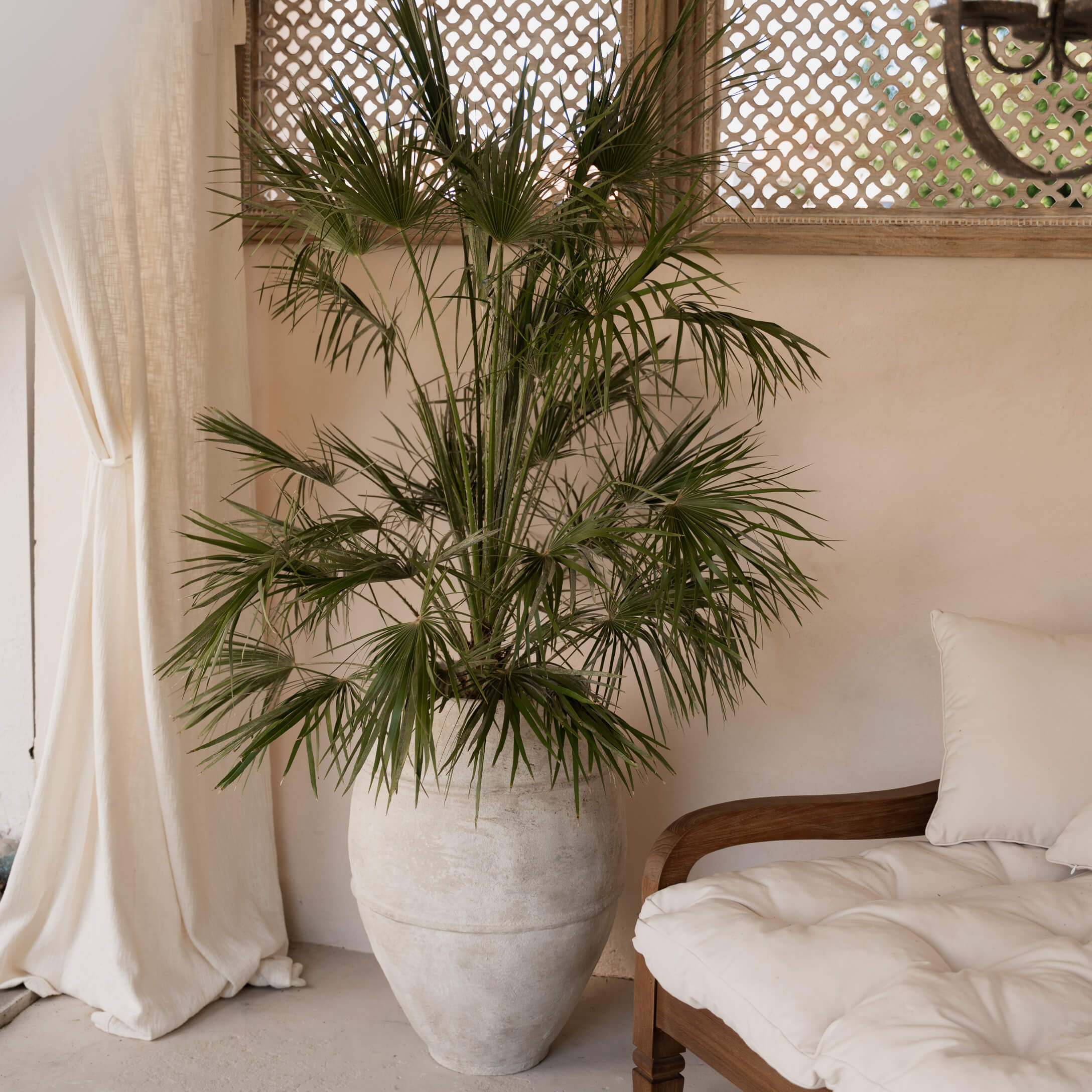 Großer heller Steintopf mit grüner Palme in gemütlichem Wohnzimmer mit Holzsofa