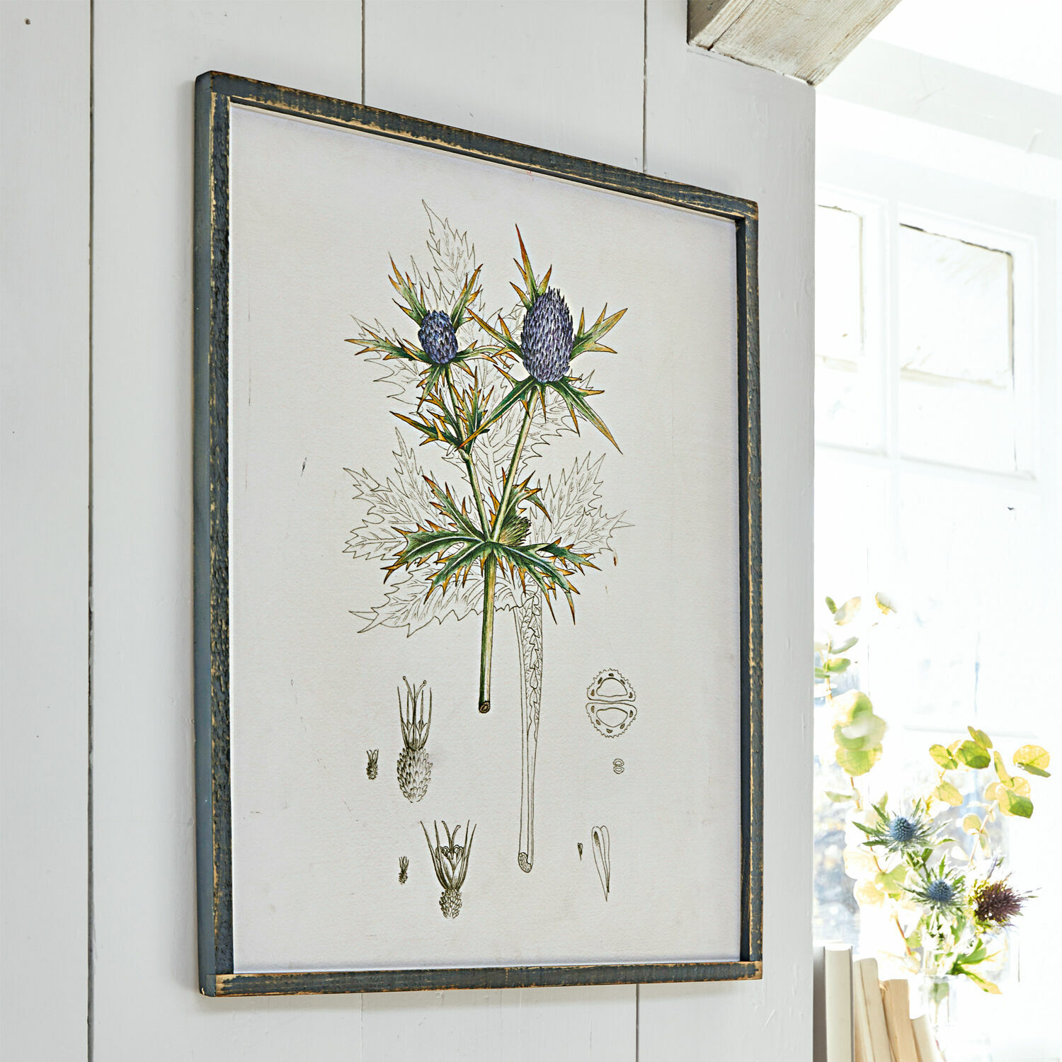 Bild Épine Botanische Illustration einer Distel in schwarzem Rahmen an weißer Wand, Wanddekoration