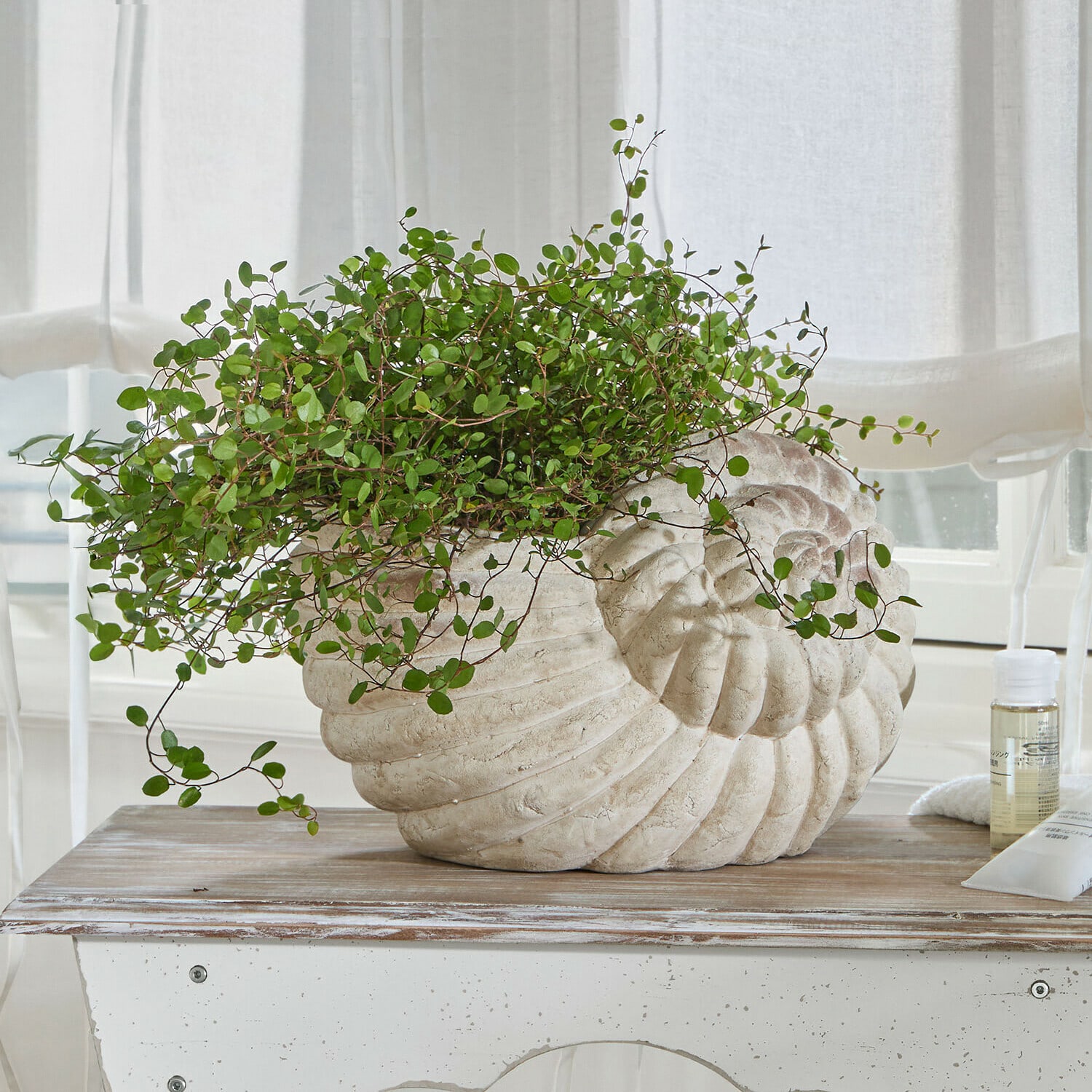 Übertopf Wavigny Blumentopf in Muschelform aus hellem Stein mit grüner Pflanze auf Holztisch in hellem Raum