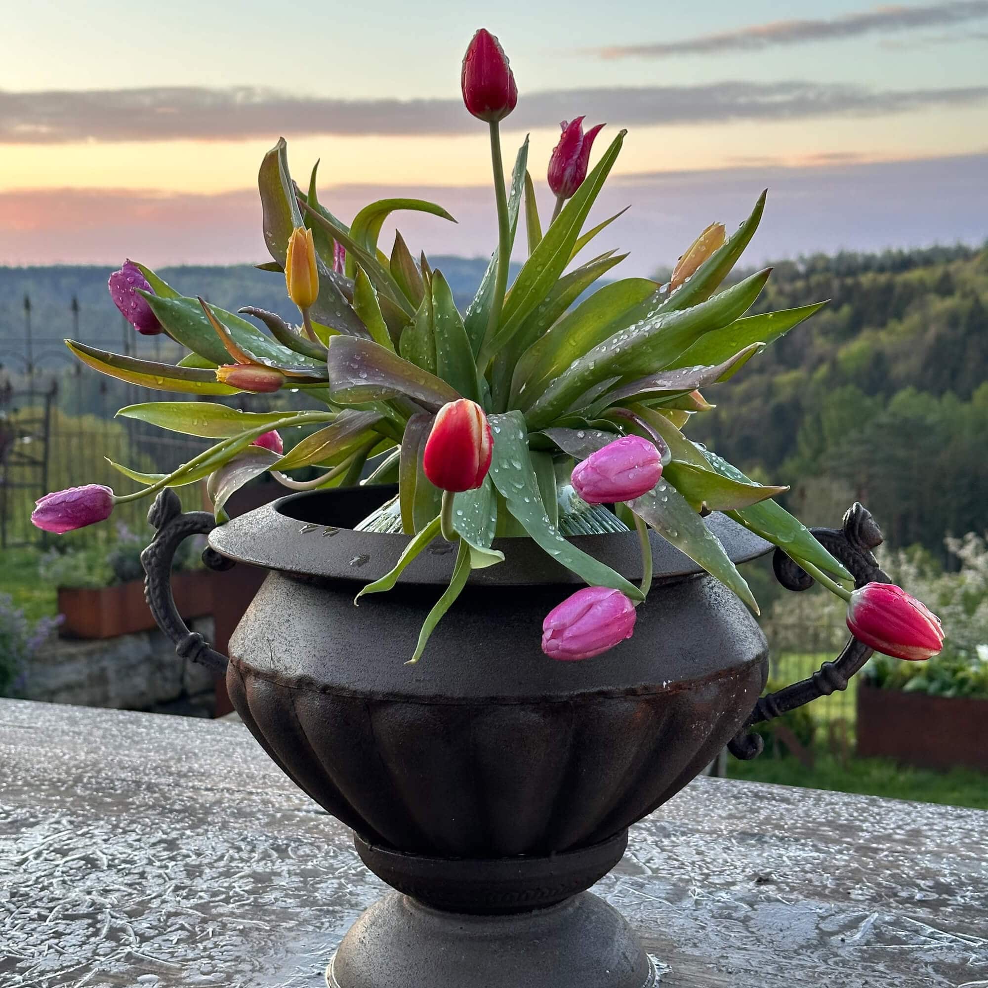 Schwarze Metallvase mit bunten Tulpen und grünen Blättern vor Gartenlandschaft im Sonnenuntergang