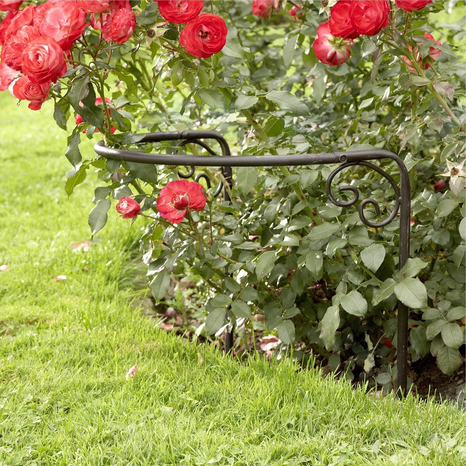 Rosenstütze Cunfin Schwarze Metall-Gartenbegrenzung mit dekorativen Schnörkeln neben roten Rosen und grünem Rasen