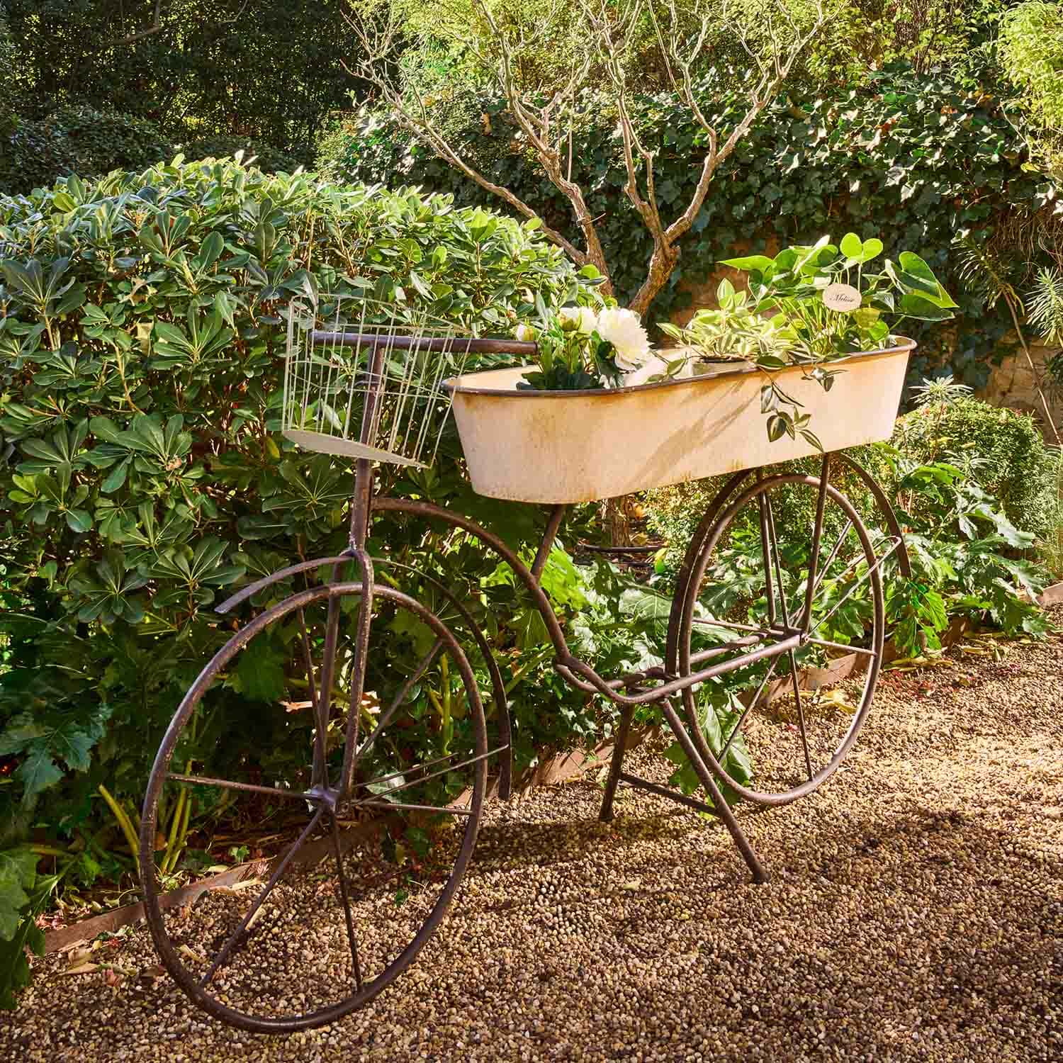 Metall-Dekorationsfahrrad mit weißem Pflanzbehälter und grünen Pflanzen im Garten auf Kiesweg