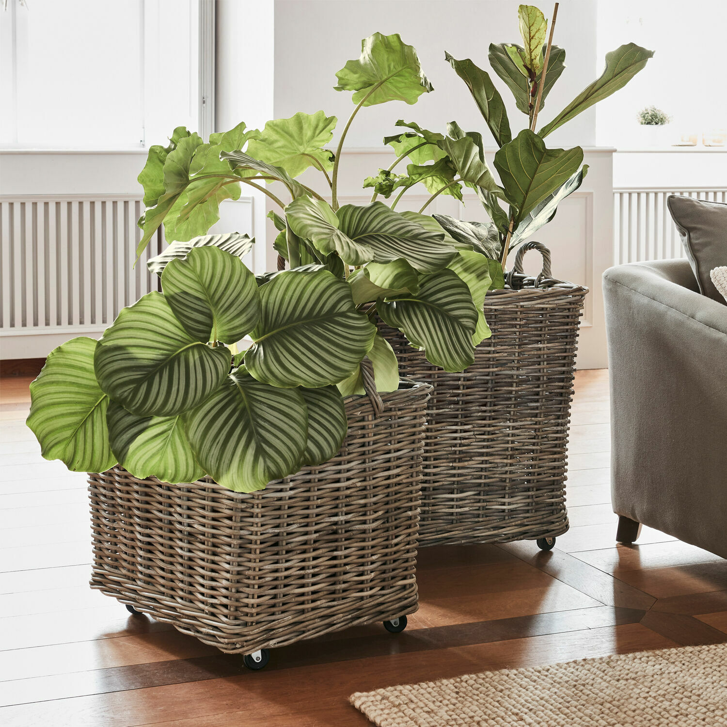 Pflanzkorb 2er Set Gialousa Zwei graue Rattan-Pflanzkörbe auf Rollen mit grünen Pflanzen im hellen Wohnzimmer mit Holzboden