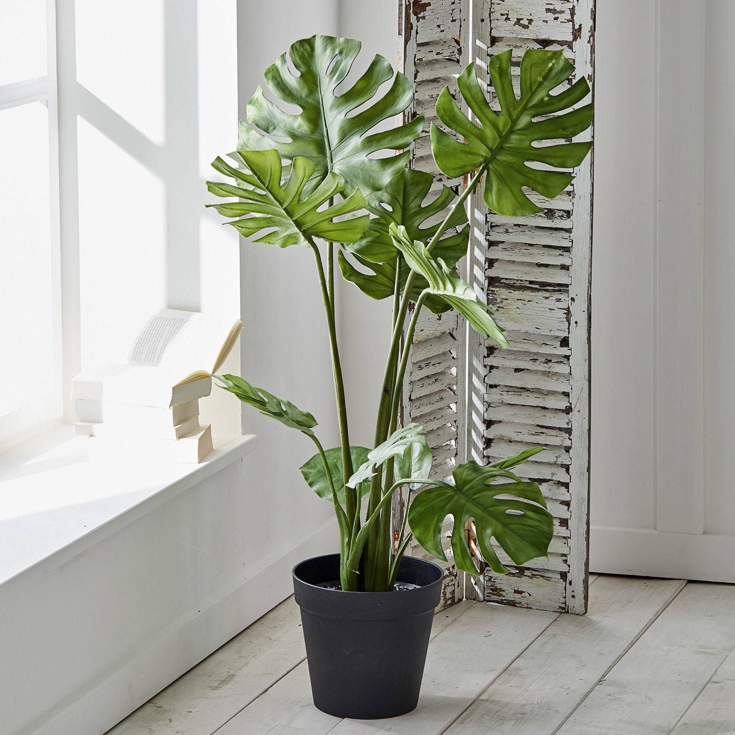 Dekopflanze Monstera
