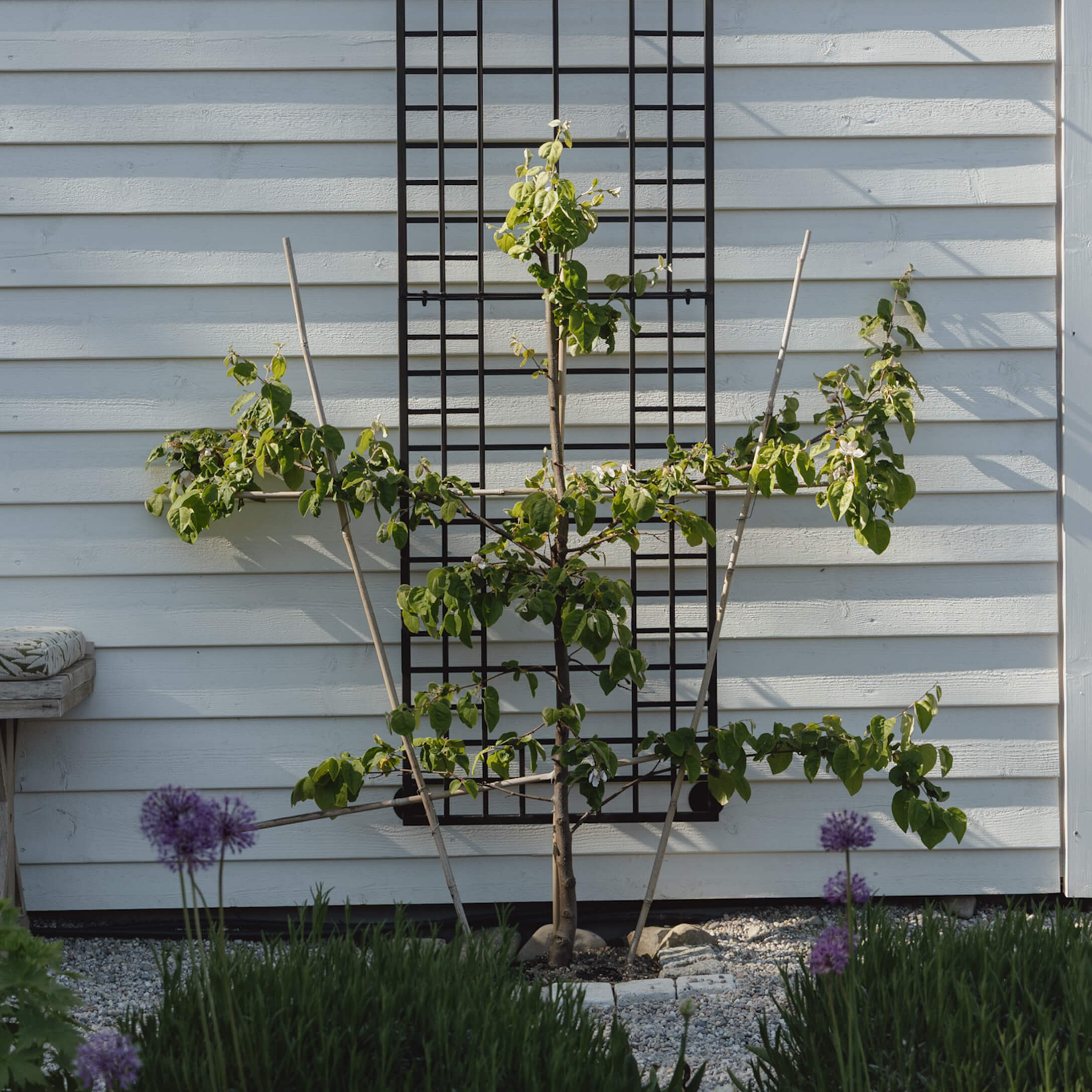 Junger Baum mit grünen Blättern vor weißer Wand mit schwarzem Rankgitter und violetten Blumen