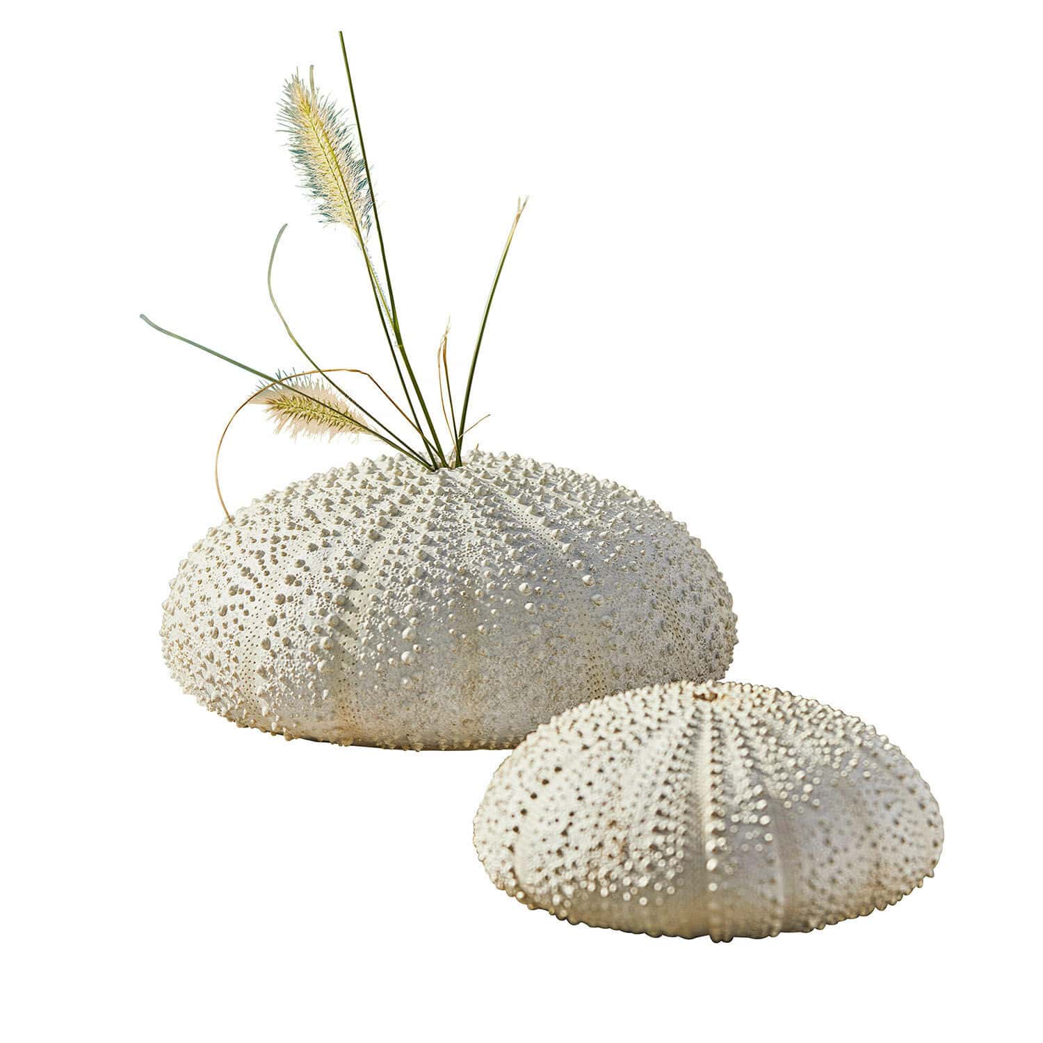 Deko-Seeigel 2er Set Kimbar Dekorative weiße Seeigel mit Struktur, eine mit getrocknetem Gras, Wohnaccessoire