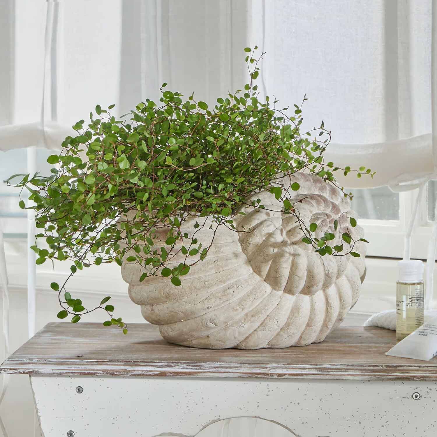 Dekorativer Muschel-Blumentopf aus Stein mit grüner Pflanze auf hellem Holztisch