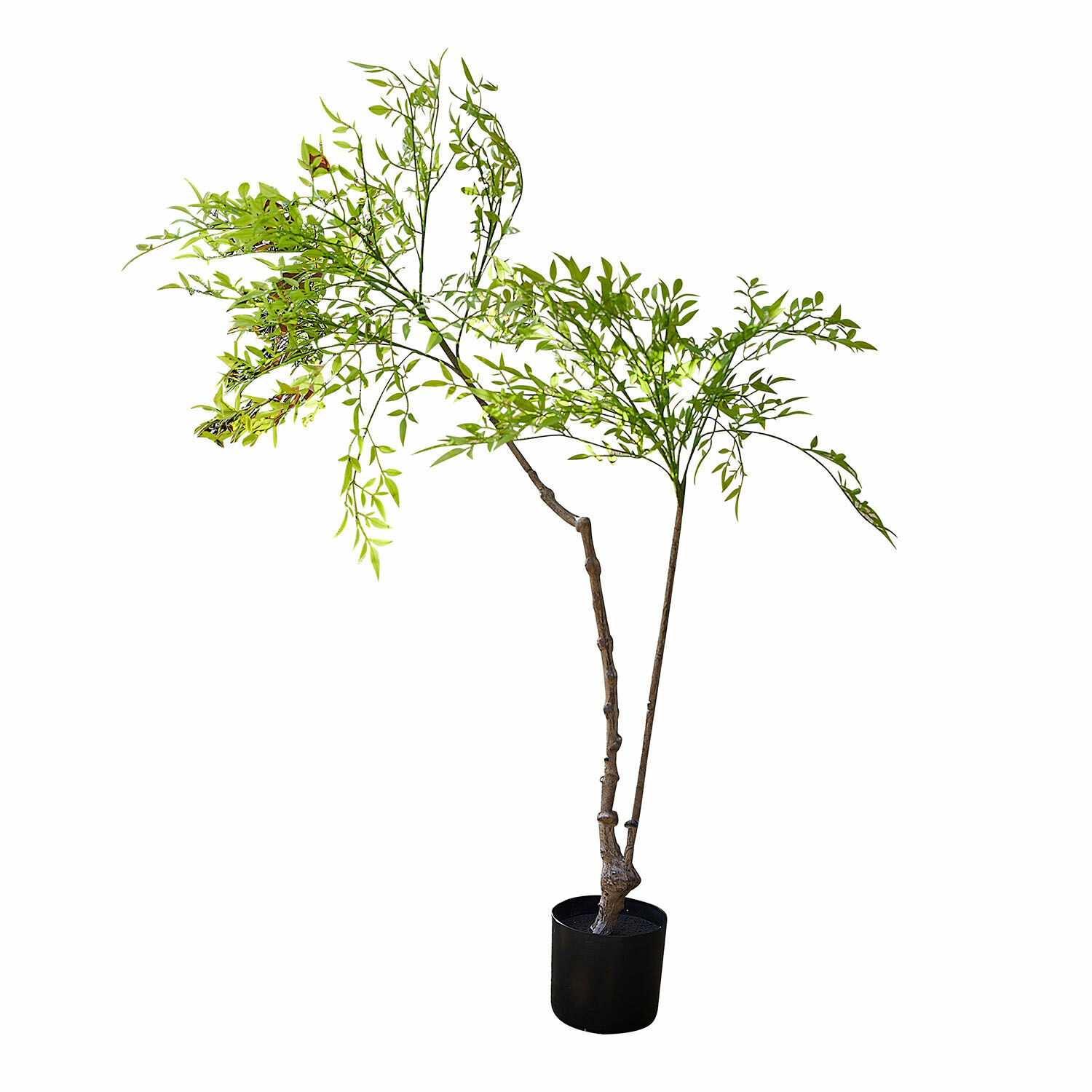 Deko-Topfpflanze 2.Wahl Avenelle