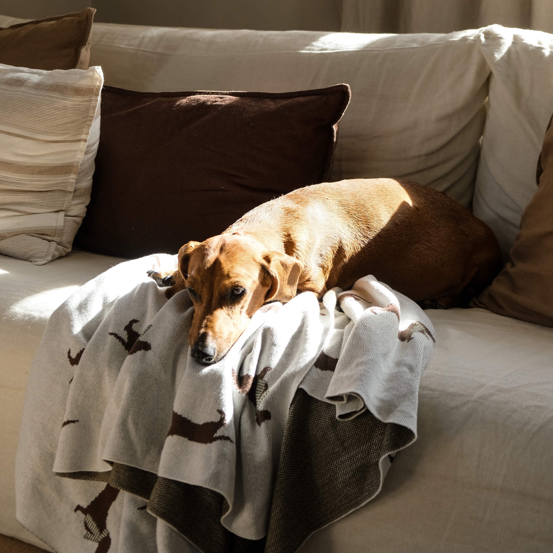 Brauner Hund liegt auf hellem Sofa auf grauer Decke mit Hundemotiv, gemütliches Wohnzimmer