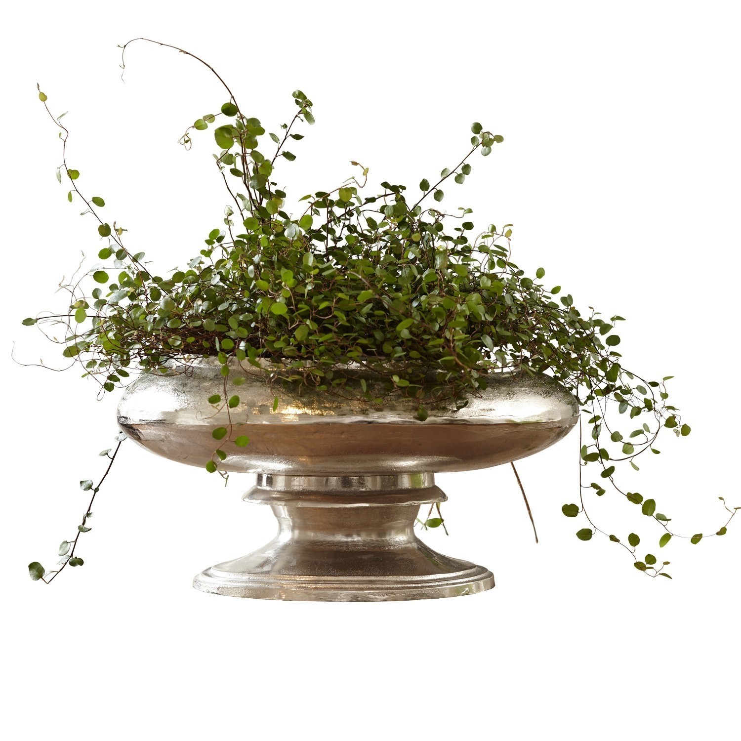 Vase Loyère Silberne Metallschale auf Fuß mit grüner Kletterpflanze, elegante Tisch- und Wohnraumdeko
