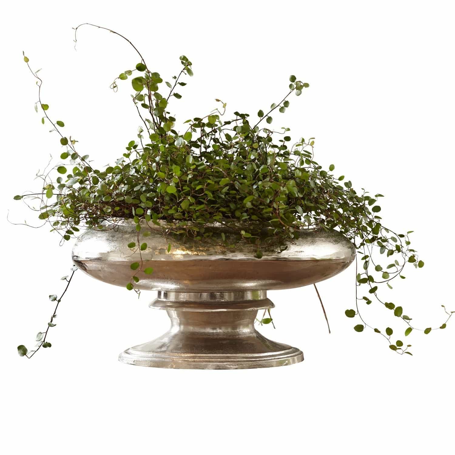 Vase Loyère Silberne Metallschale auf Fuß mit grüner Kletterpflanze, elegante Tisch- und Wohnraumdeko
