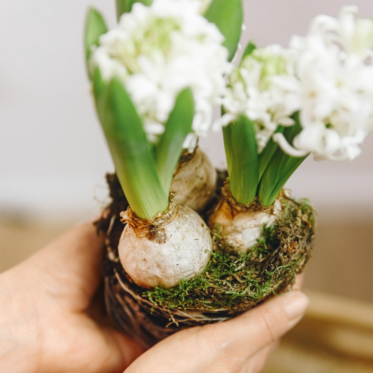 Stylebox Frühlingserwachen