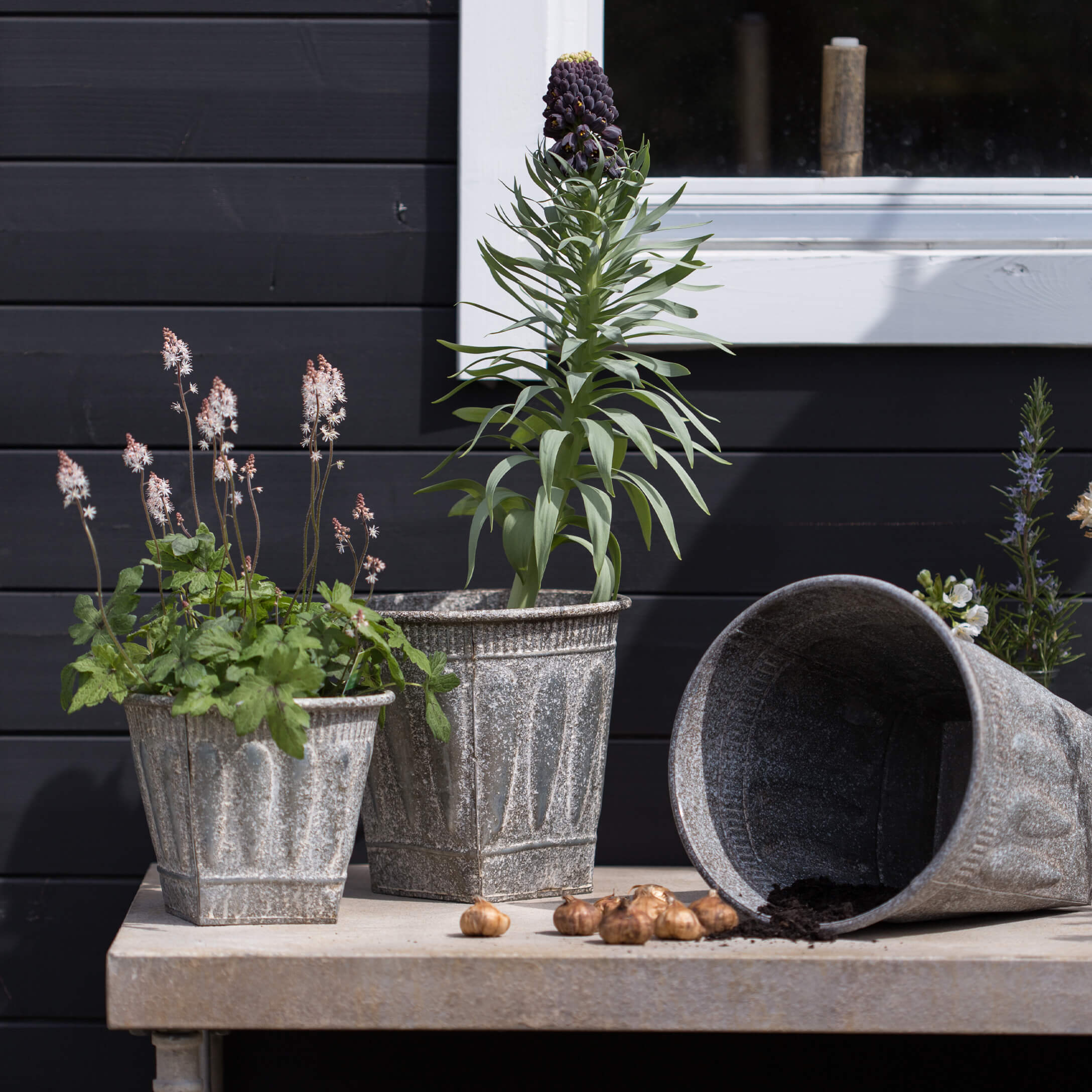 Drei graue Metallblumentöpfe mit Pflanzen und Zwiebeln auf Gartentisch vor schwarzer Wand