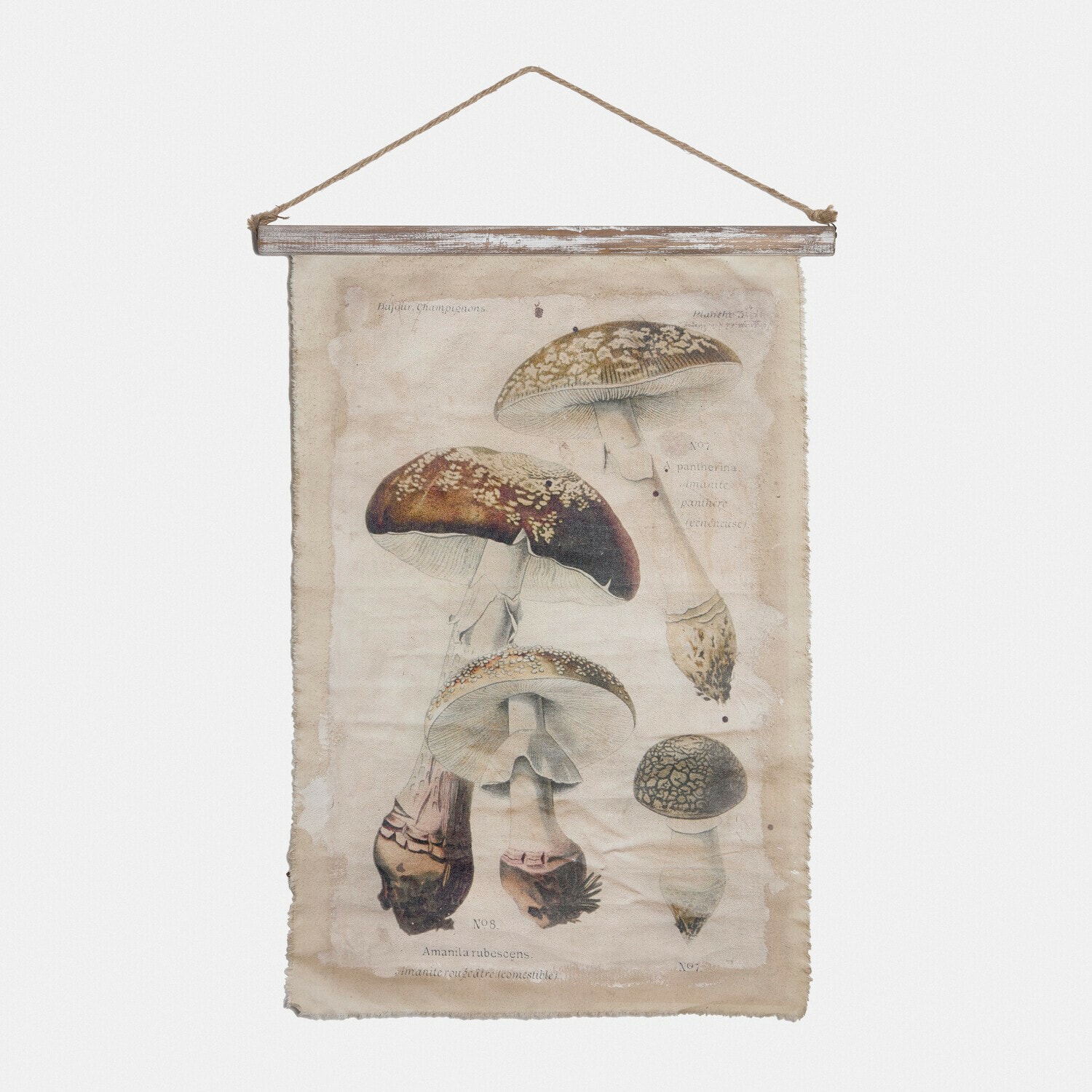 Bild Rynmor Hängendes Leinwandbild mit vintage Pilz-Illustration, natürliche Wanddekoration für Zuhause